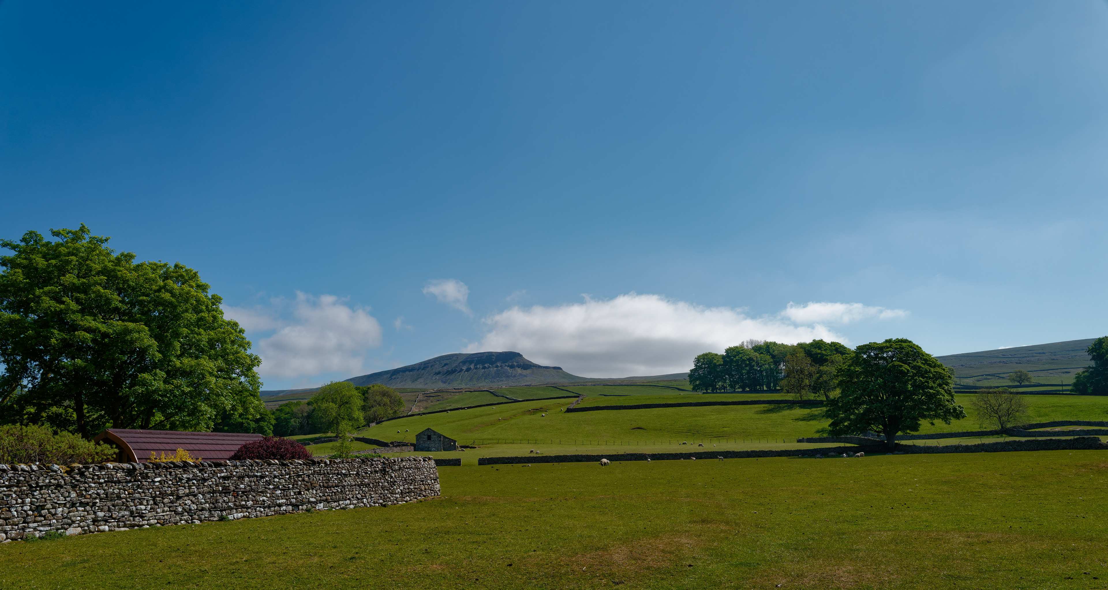 A bright, expansive landscape photograph featuring lush green fields sectioned by dry stone walls, scattered sheep, a few large broadleaf trees, and the prominent flat-topped peak of Pen-y-ghent in the distance under a vast, clear blue sky with a few low white clouds.