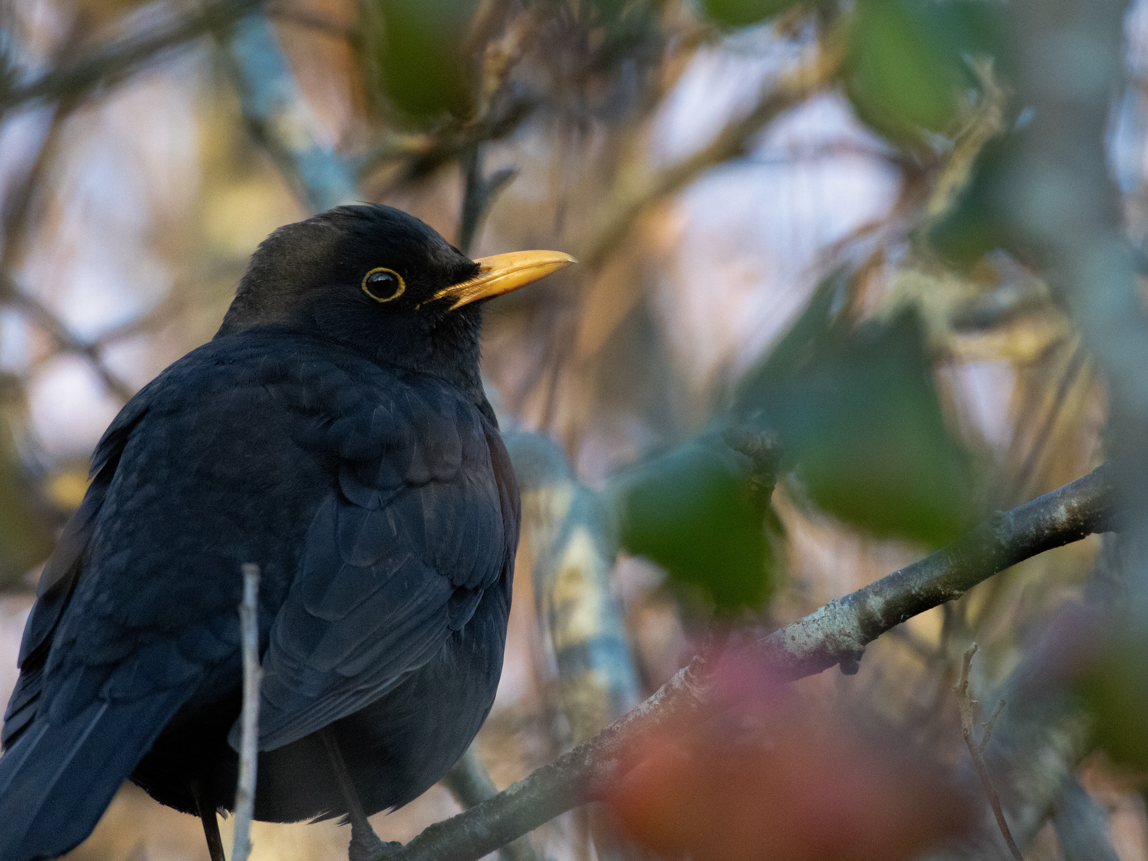 Blackbird in the bushes