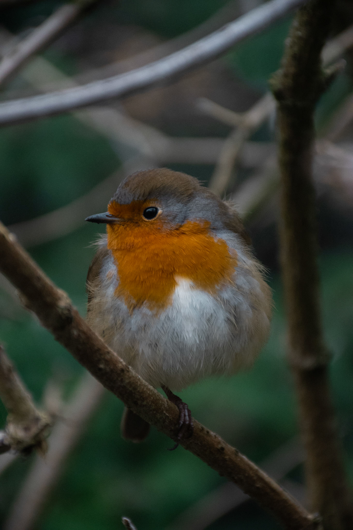 A robin at Corfe Castle, Dorset