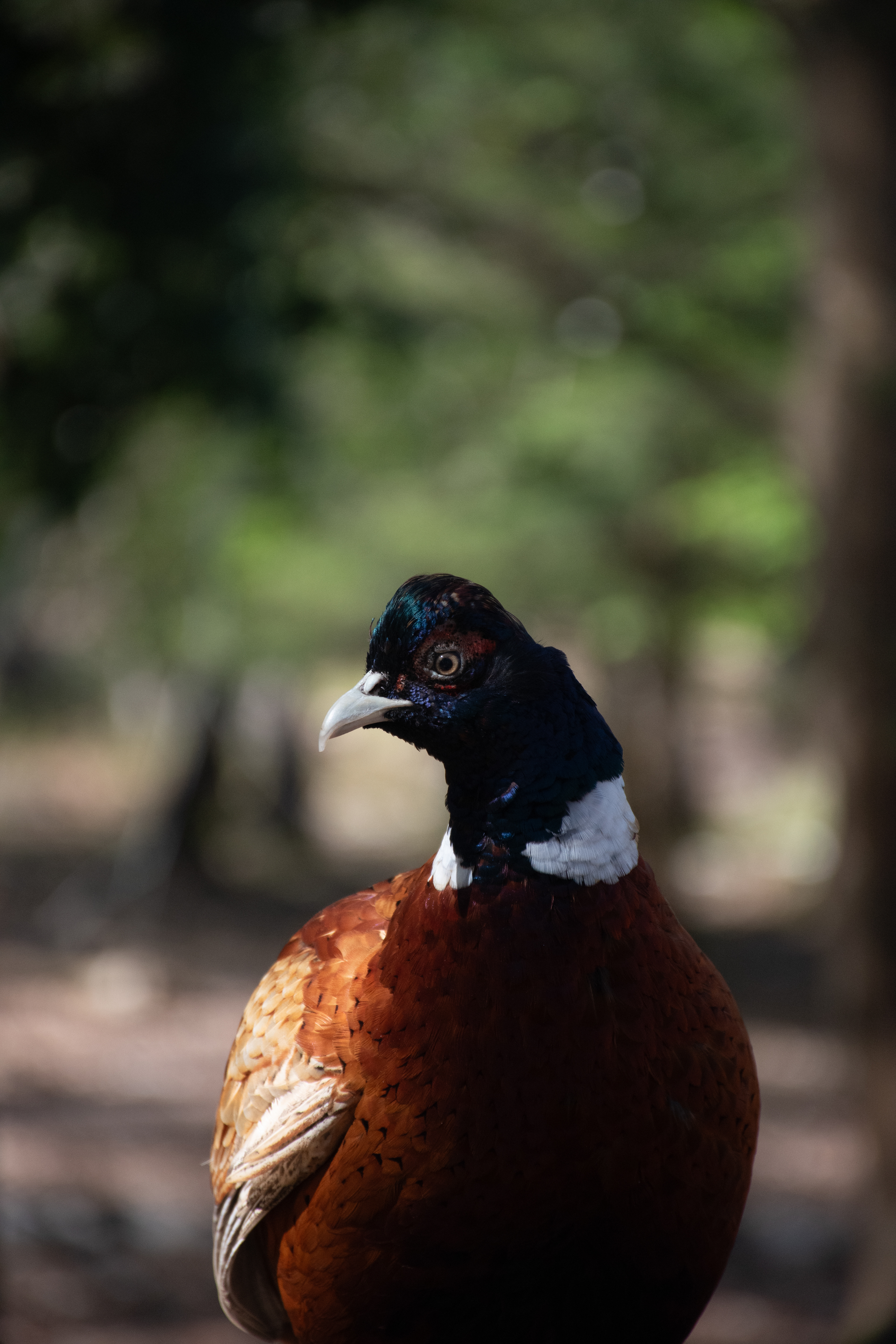 A pheasant on Brownsea Island, Poole