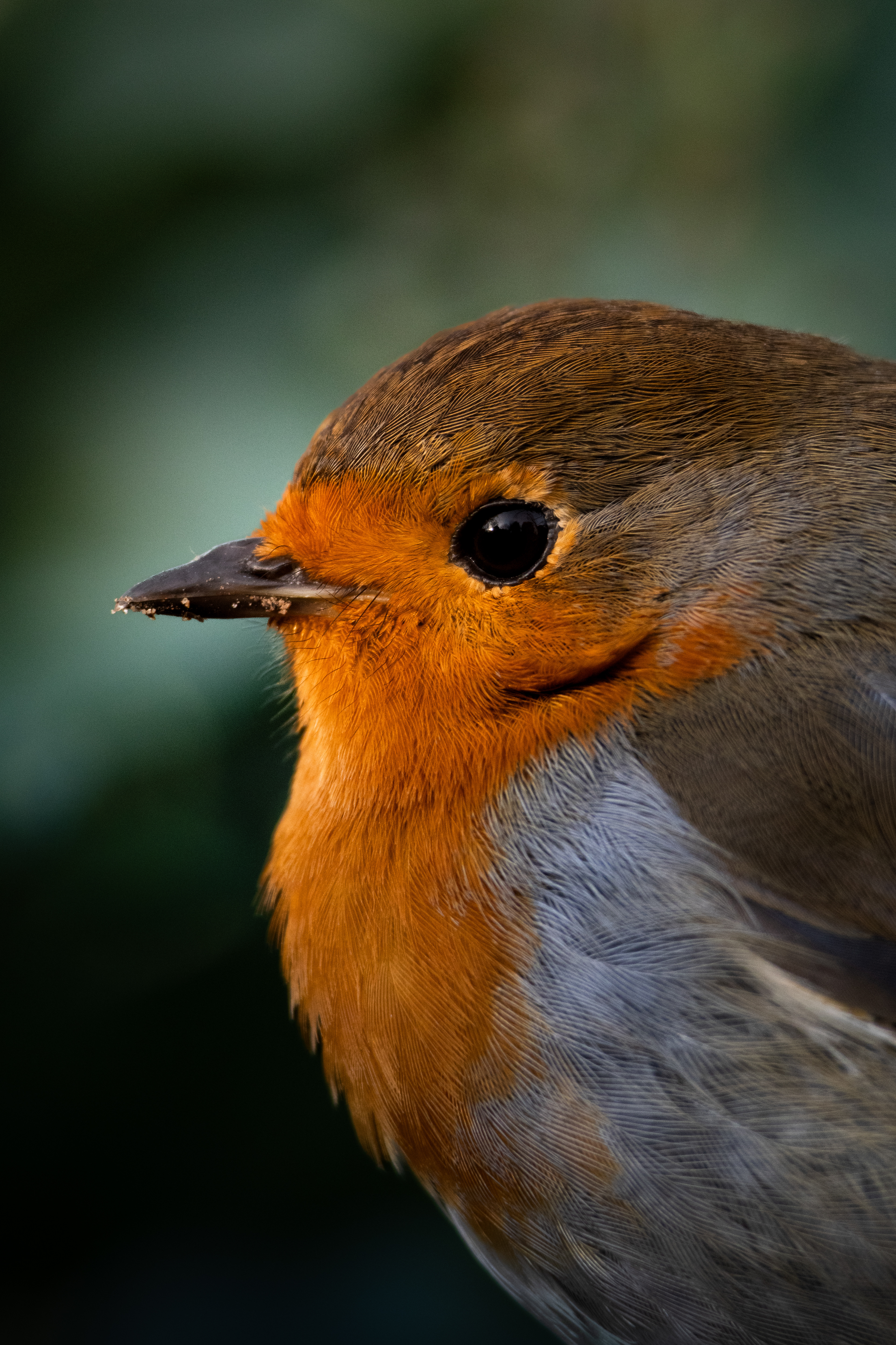 A robin at the river, Dorset (2026)