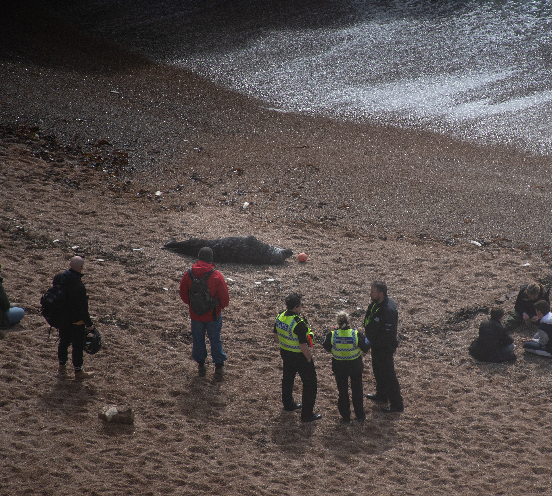 Although the poor seal looks dead, he was just tired out from all the people!
