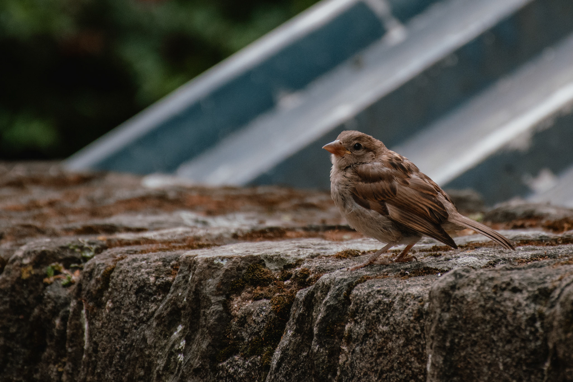 House Sparrow