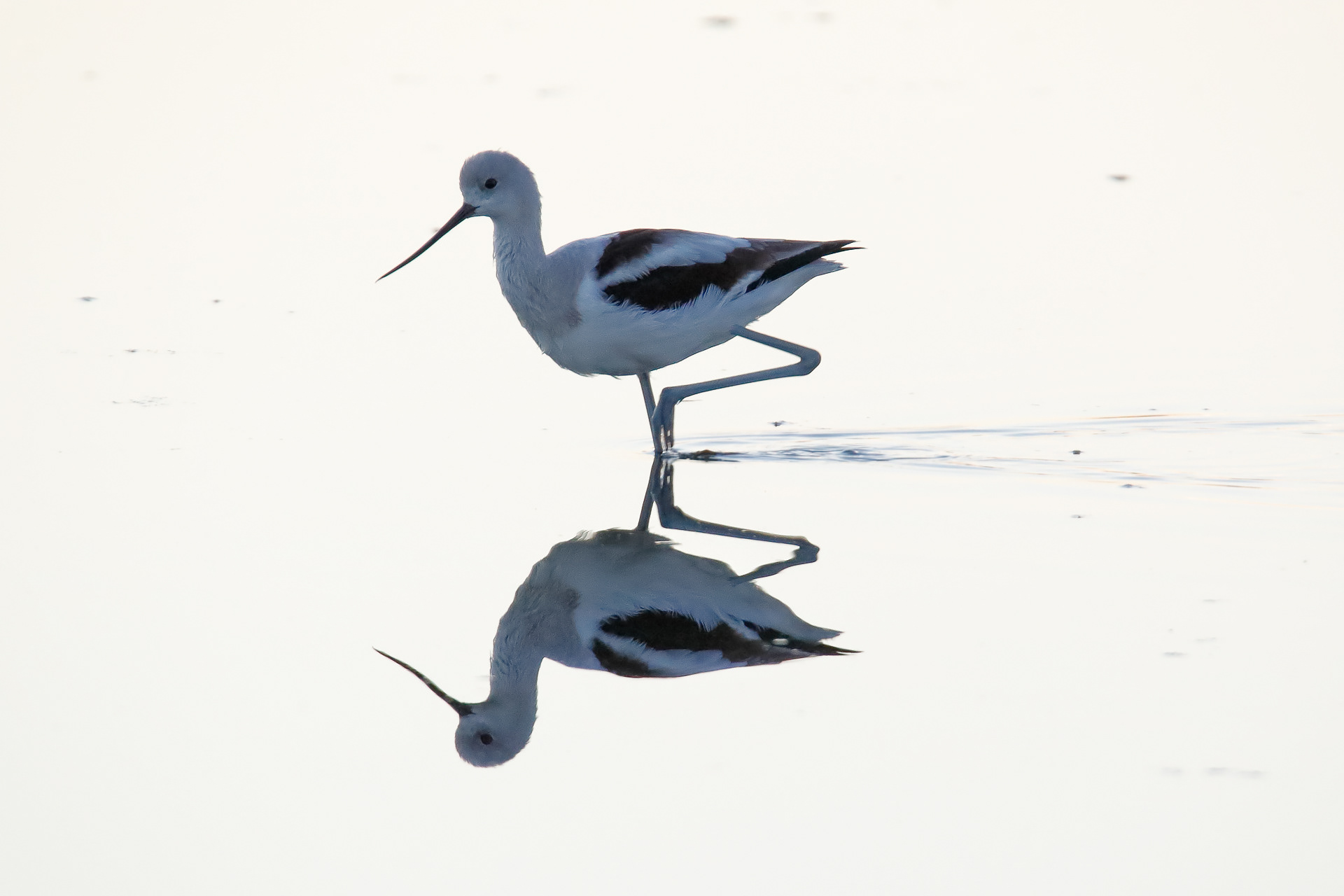 American Avocet