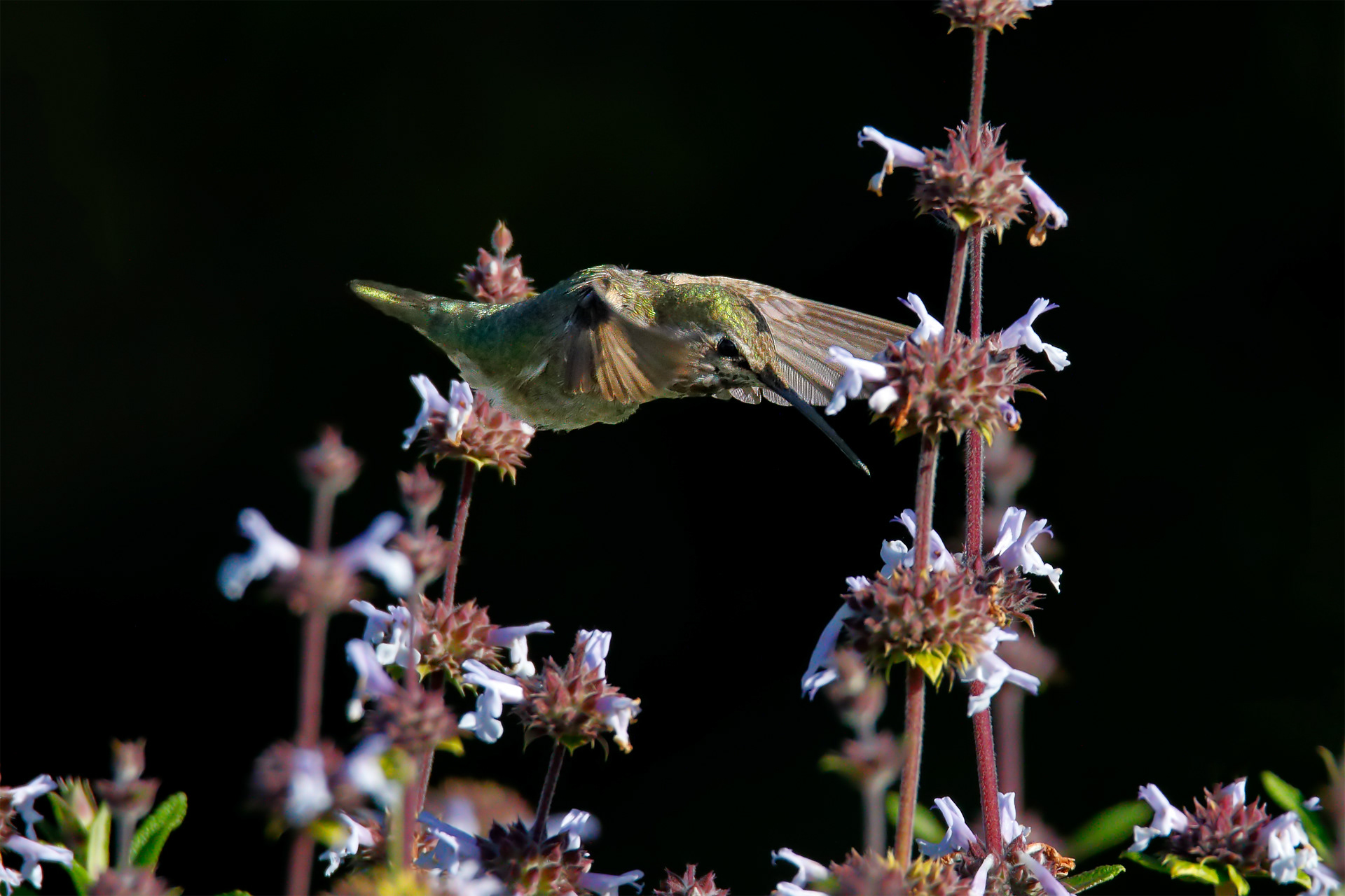Anna's Hummingbird