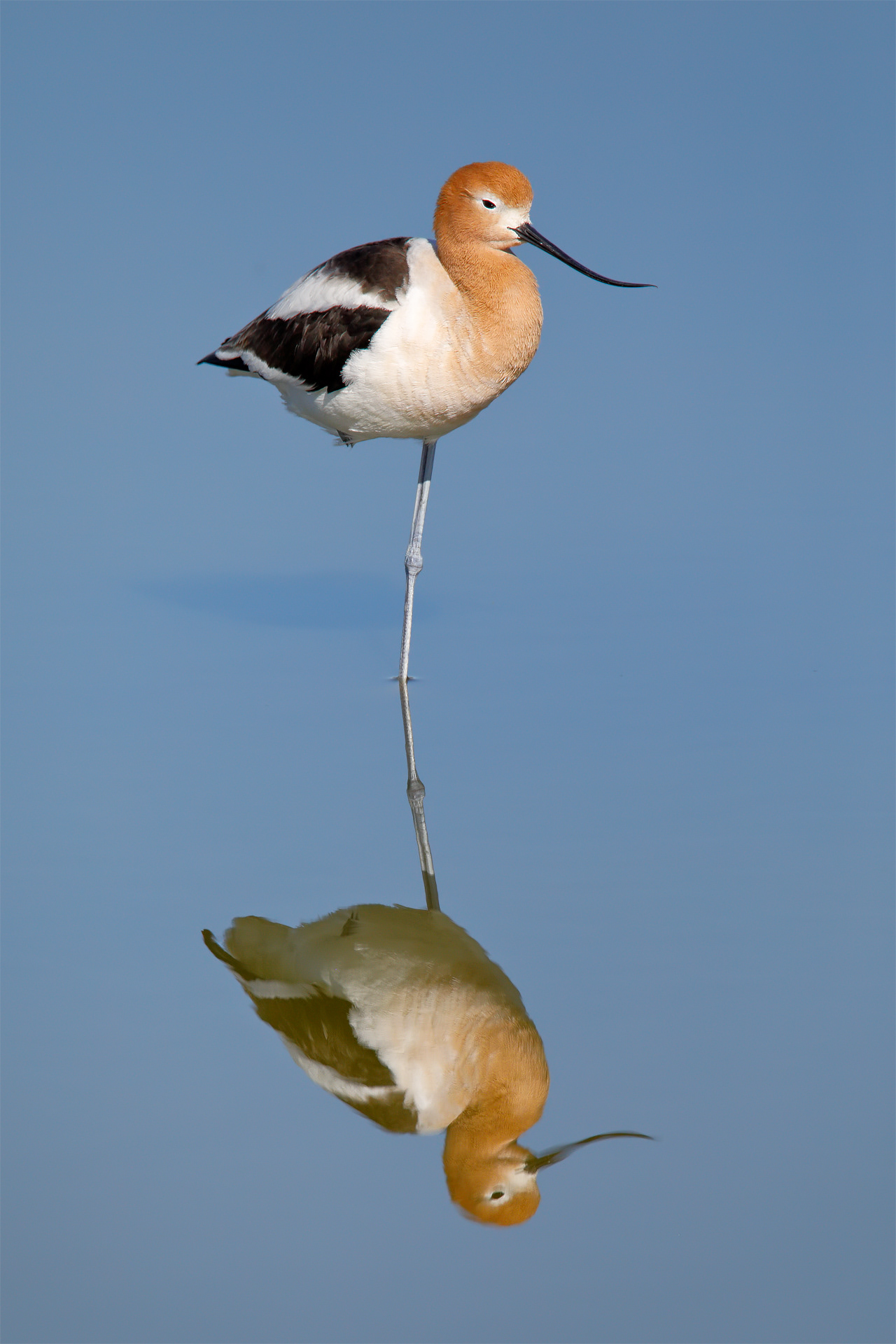 American Avocet