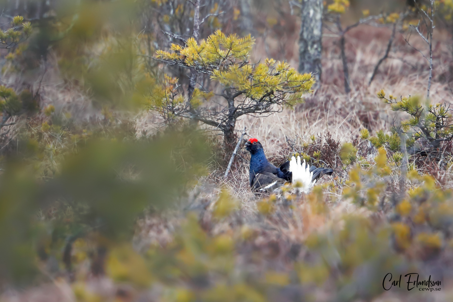Orre / Black grouse