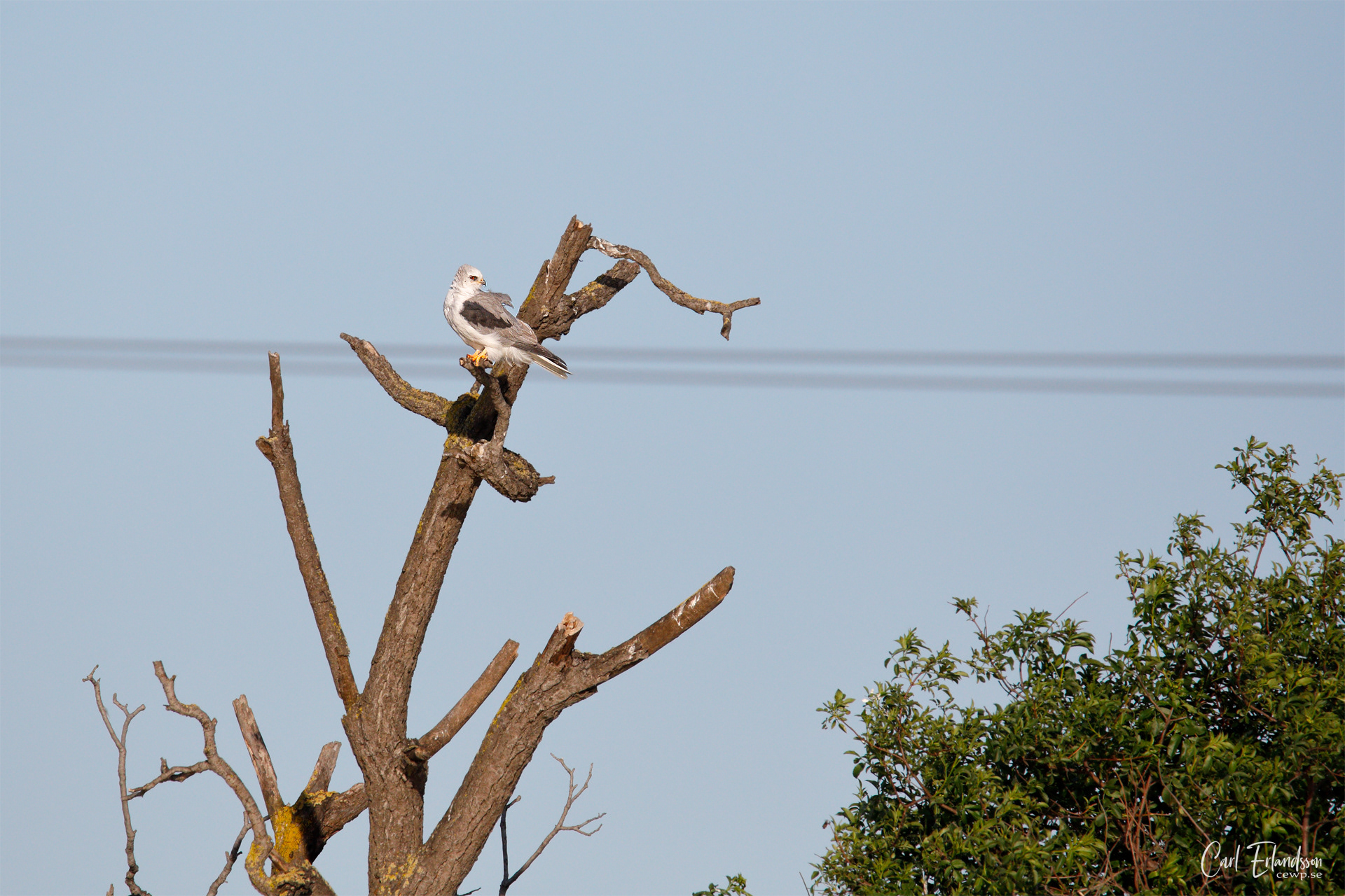 White-Tailed Kite