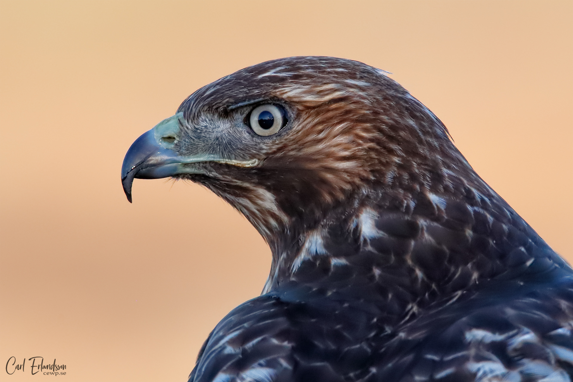 Red-tailed Hawk (1k)