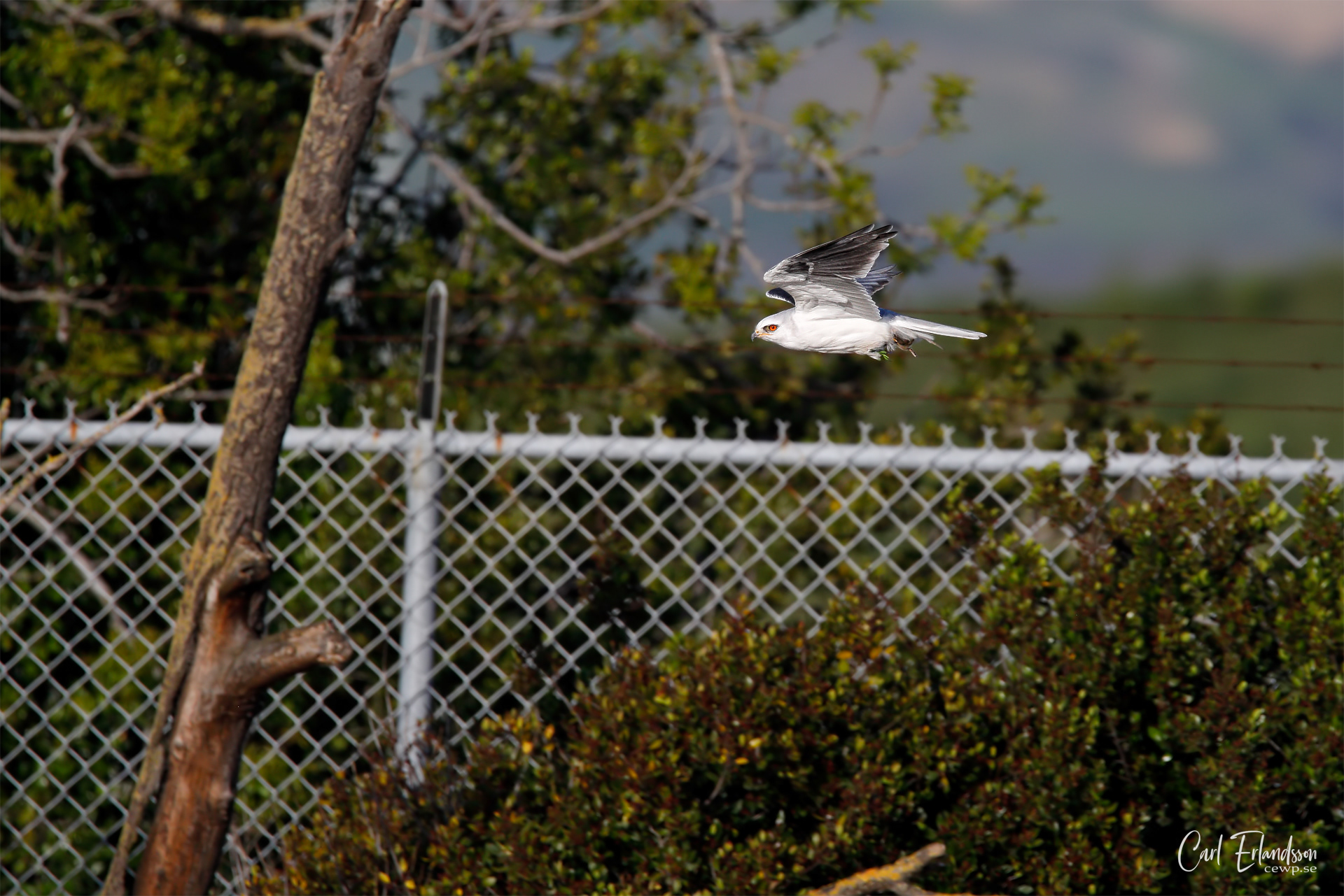 White-Tailed Kite