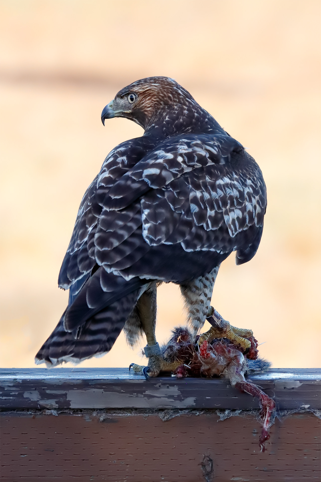 Red-Tailed Hawk