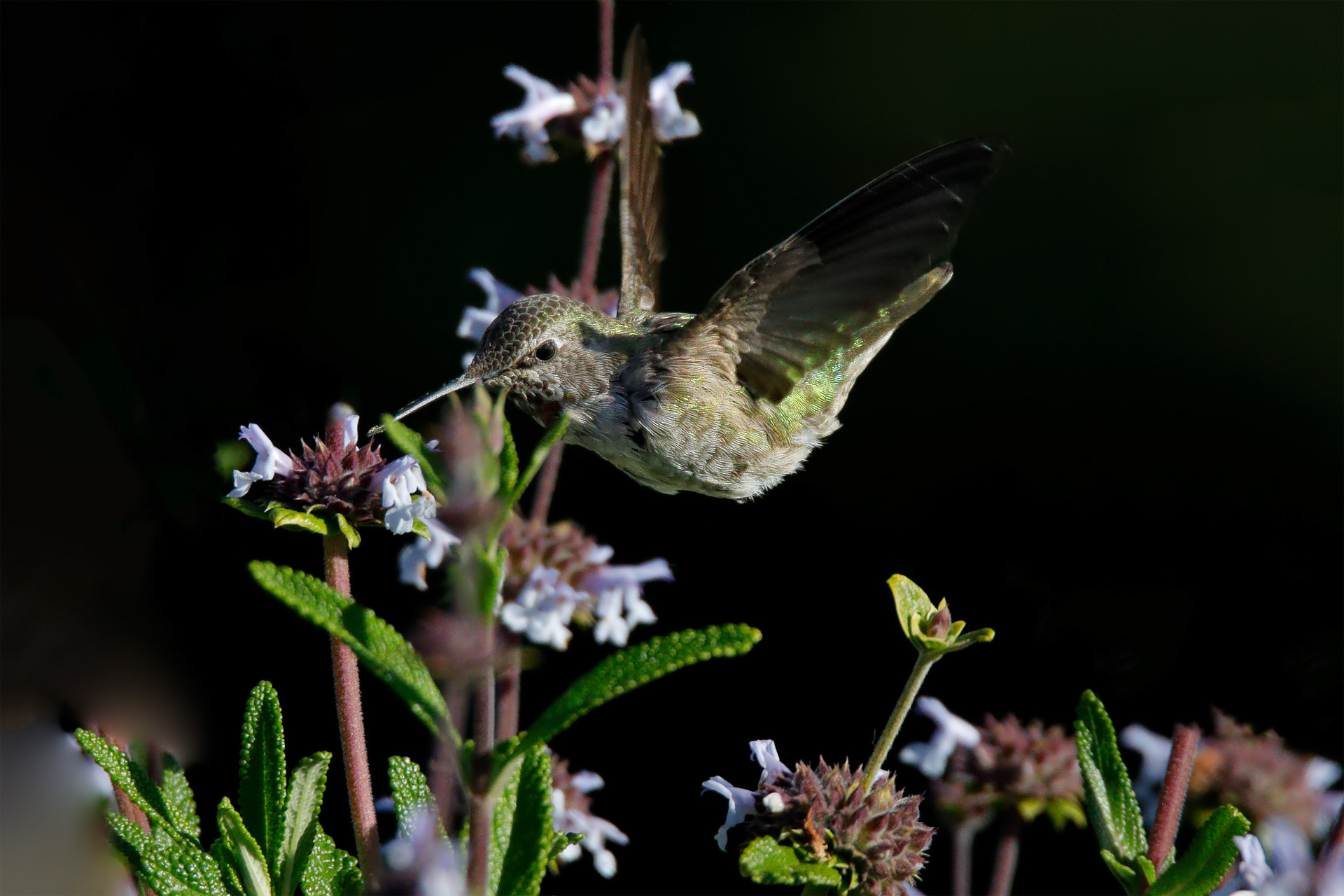 Anna's Hummingbird
