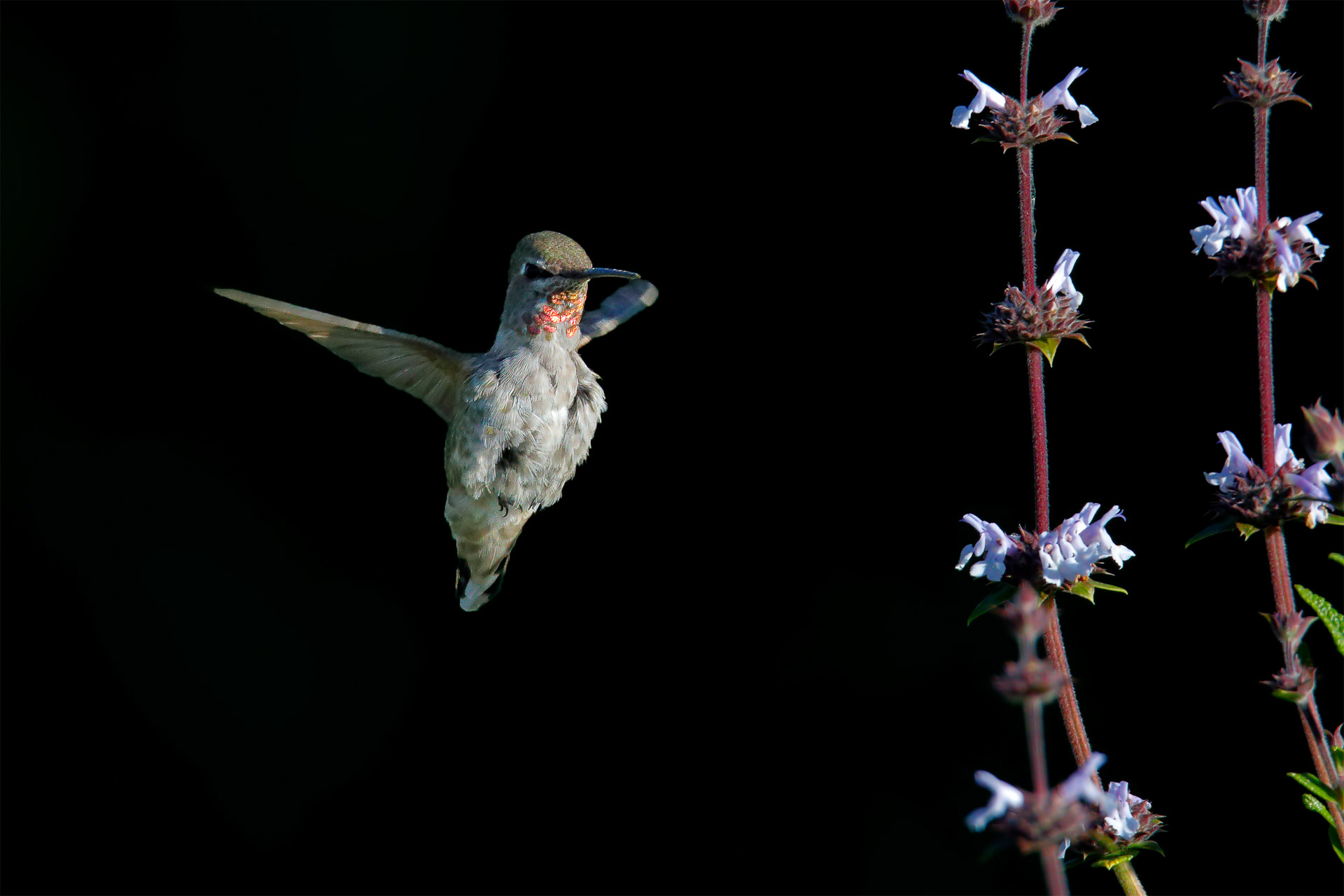 Anna's Hummingbird