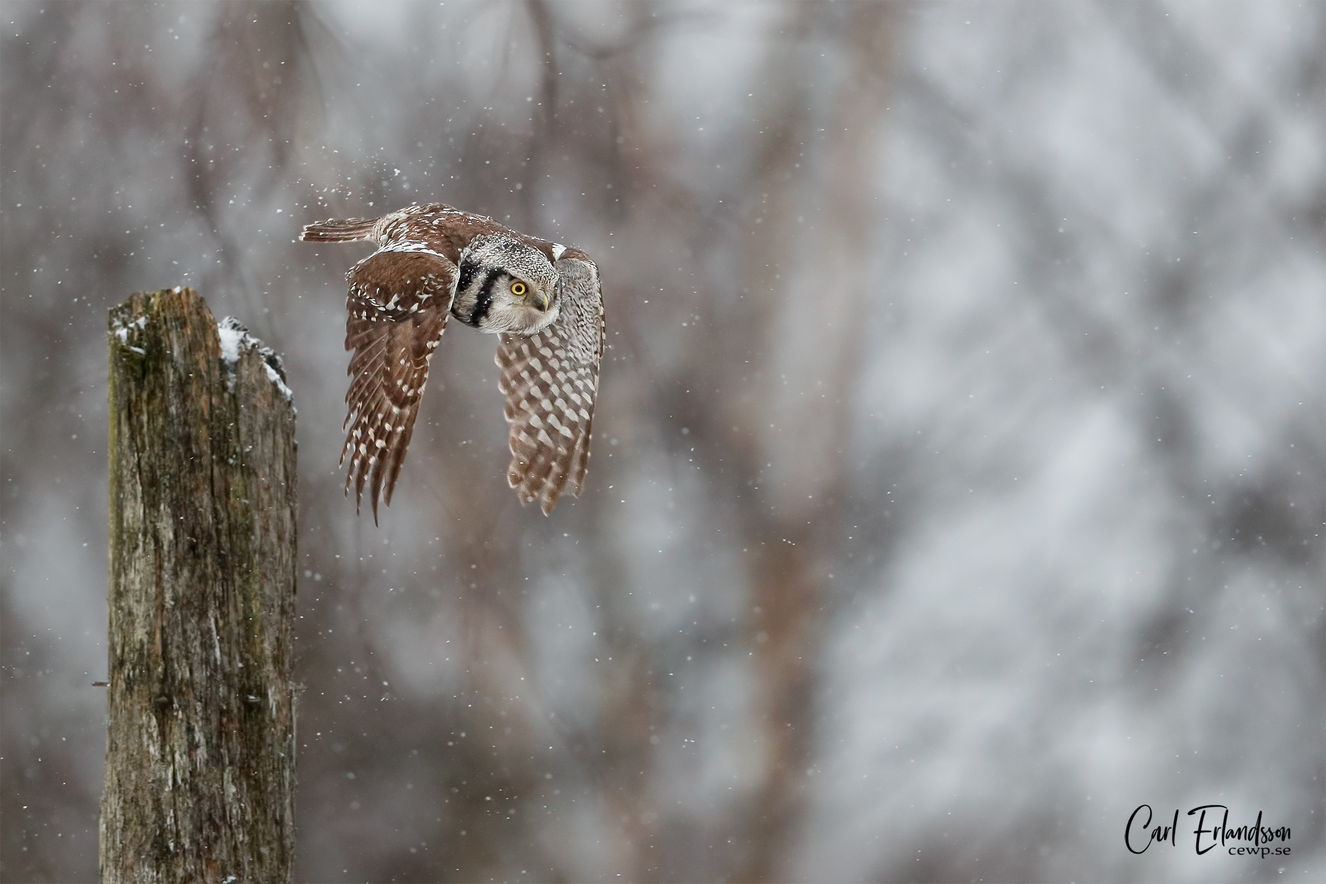 Hökuggla / Northern Hawkowl
