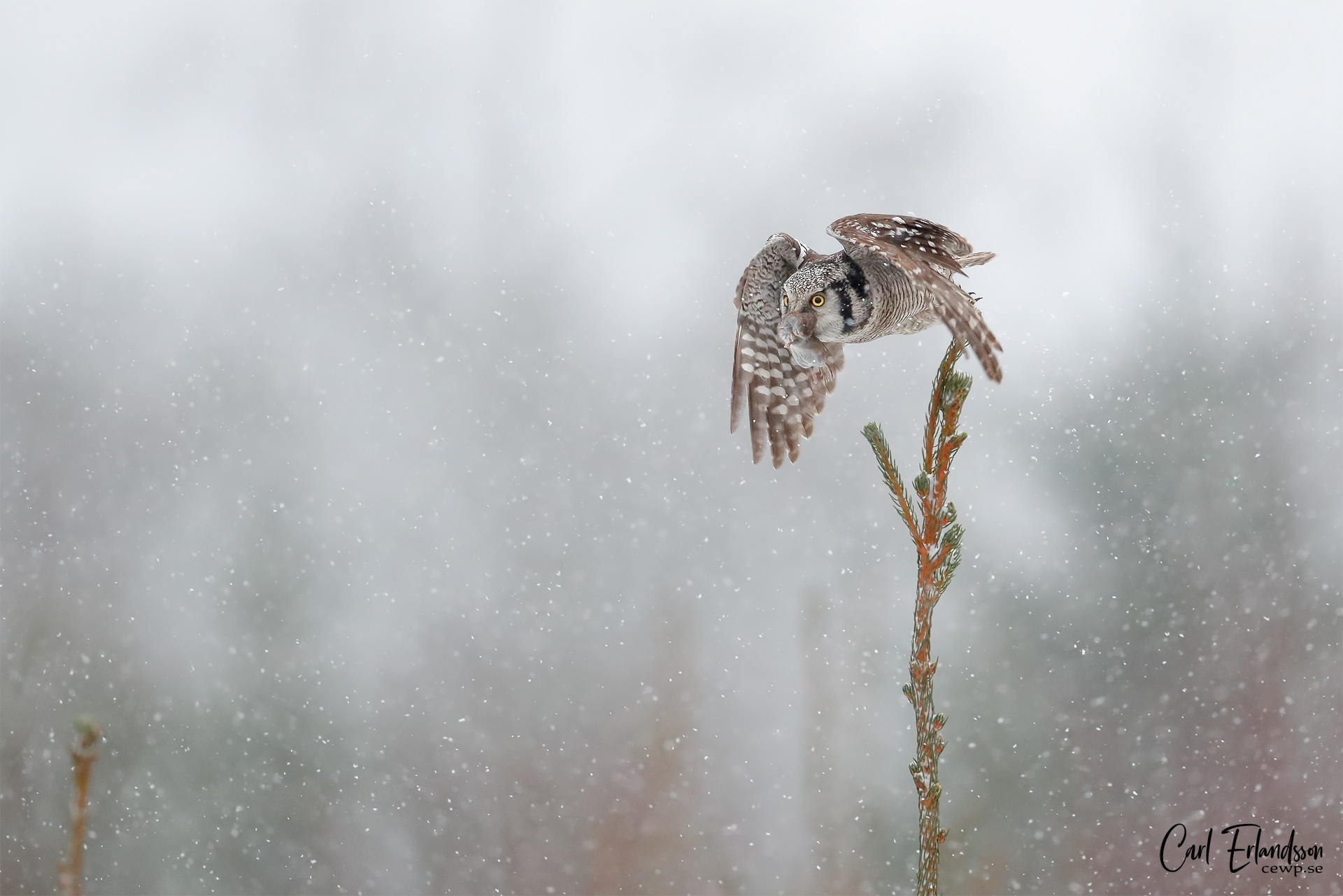 Hökuggla / Northern Hawkowl