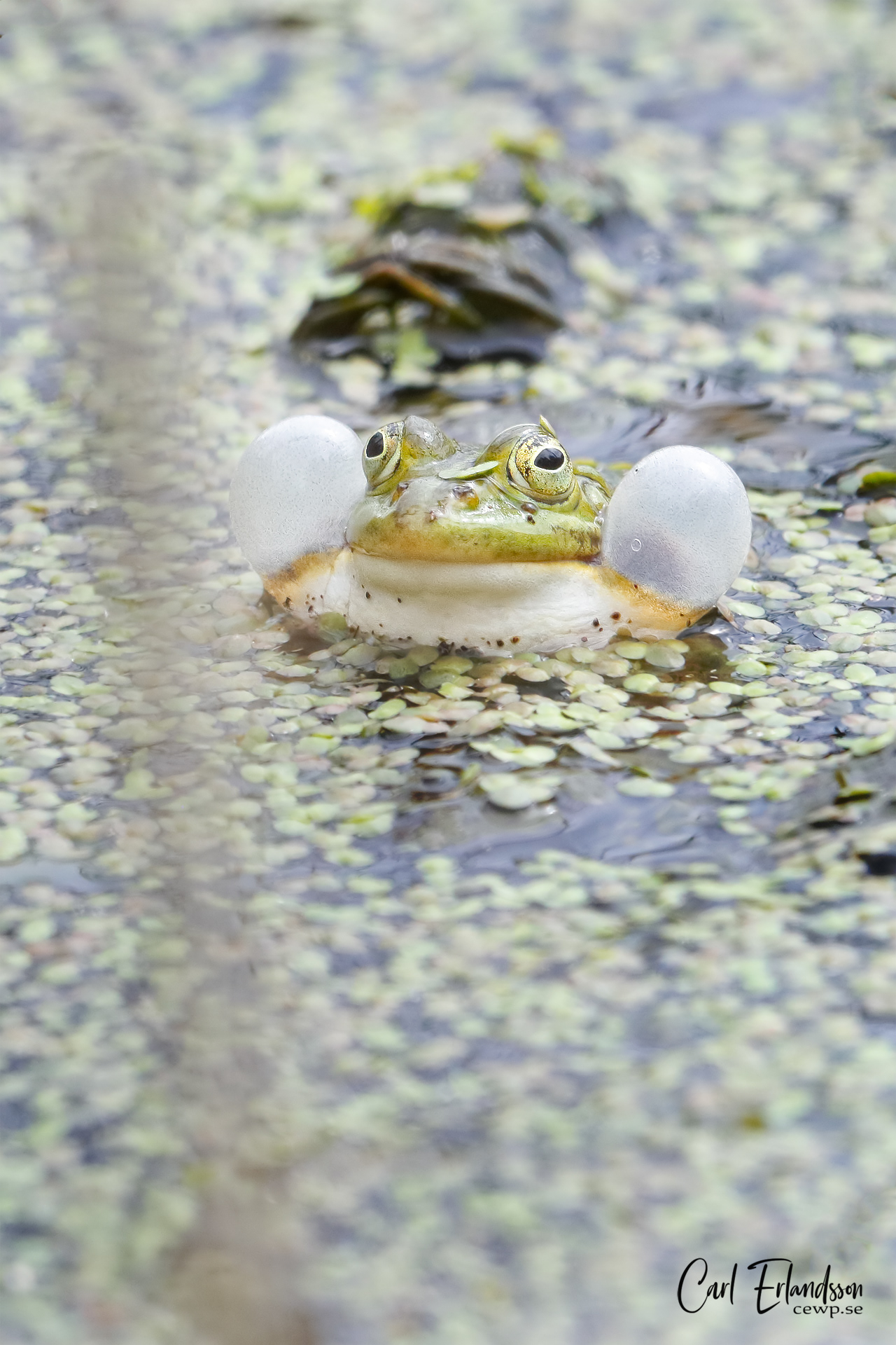 Ätlig groda