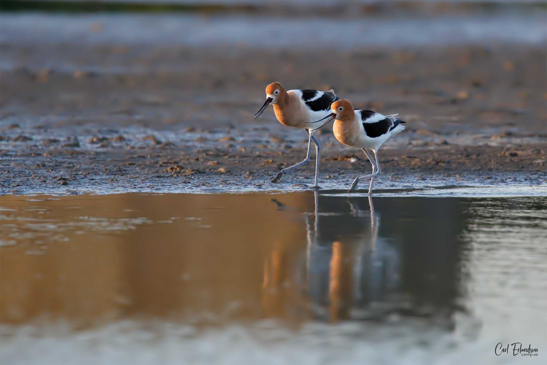 American Avocet