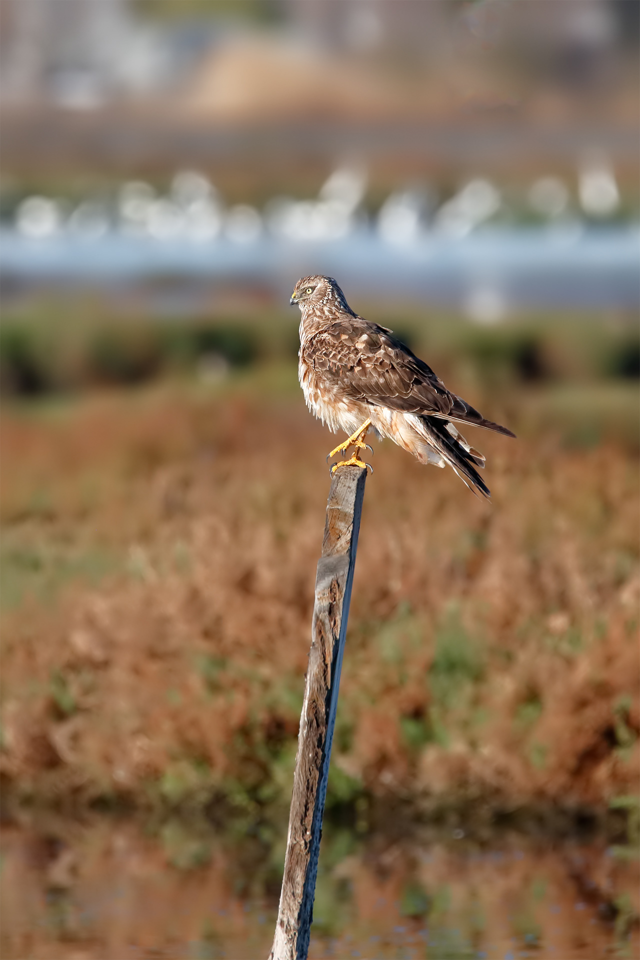 Northern Marsh Harrier