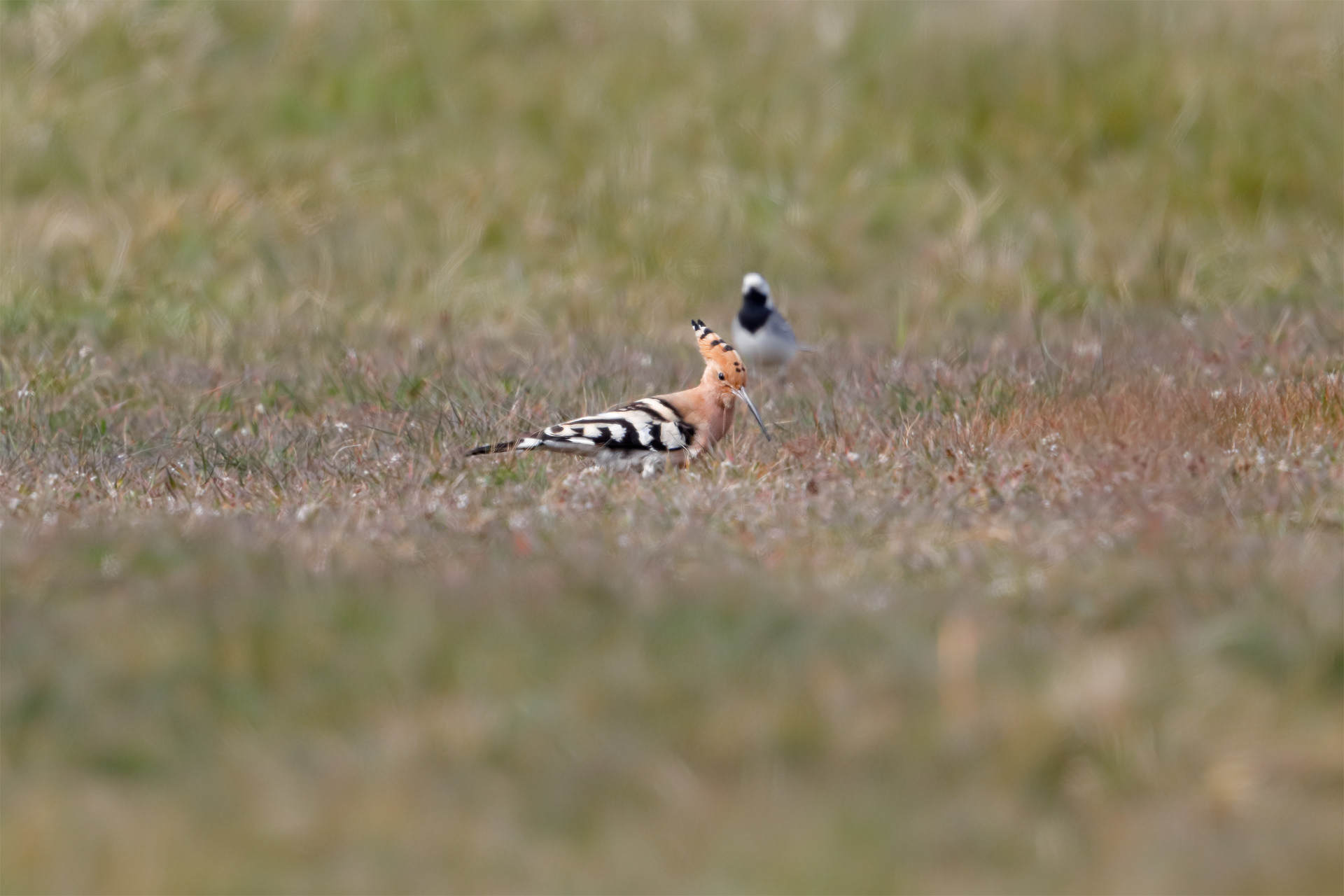 Härfågel / Hoopoe