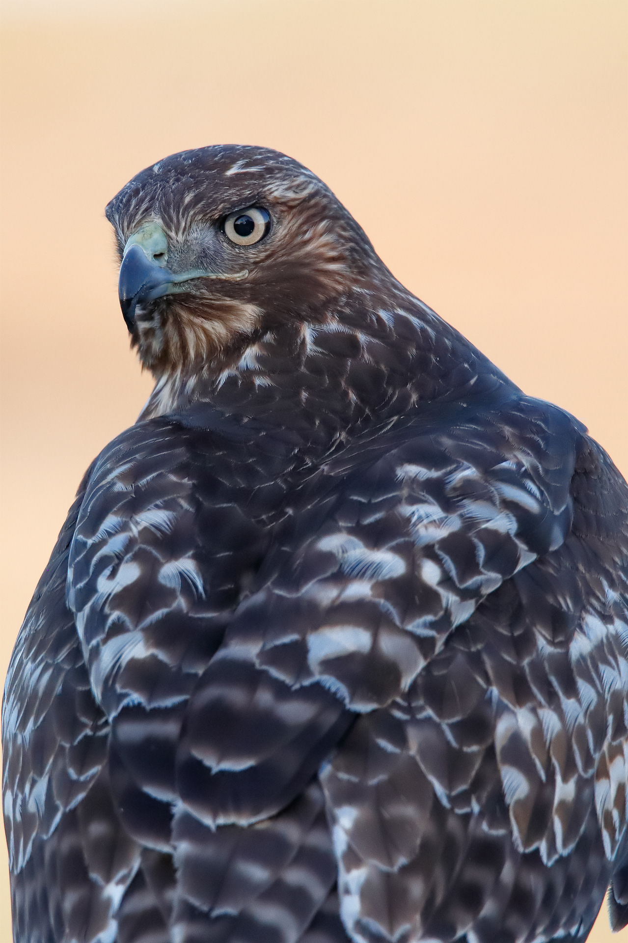 Red-Tailed Hawk (1k)