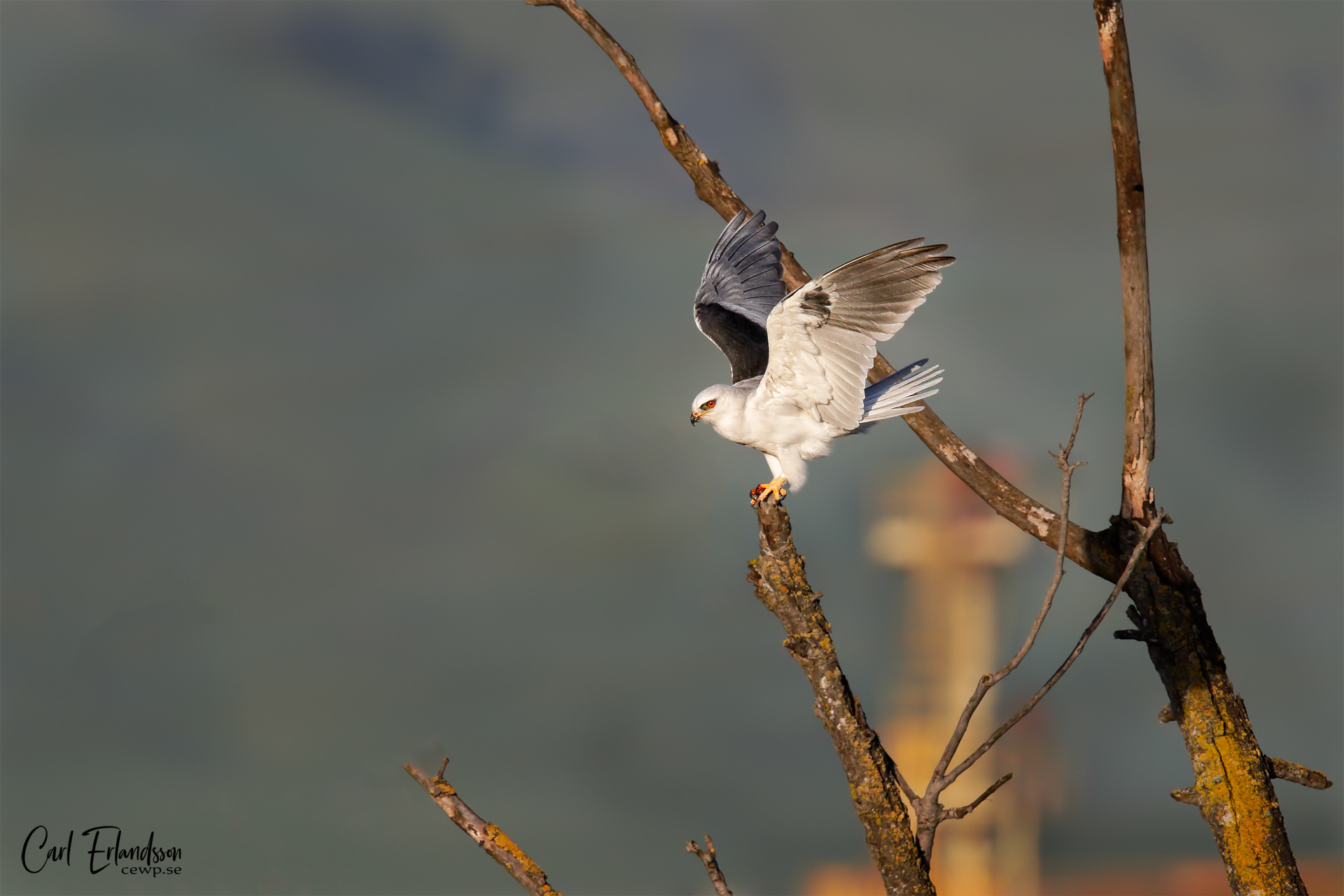 White-Tailed Kite