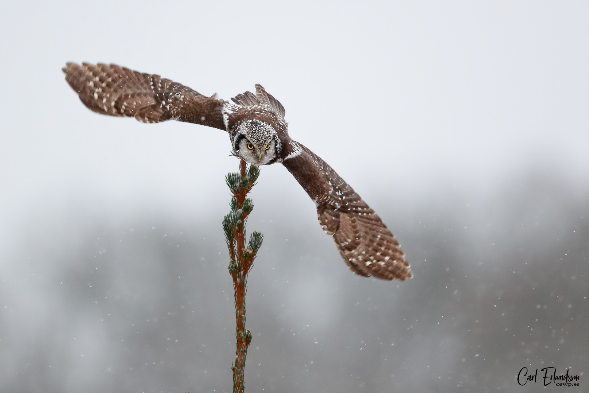 Hökuggla / Northern Hawkowl