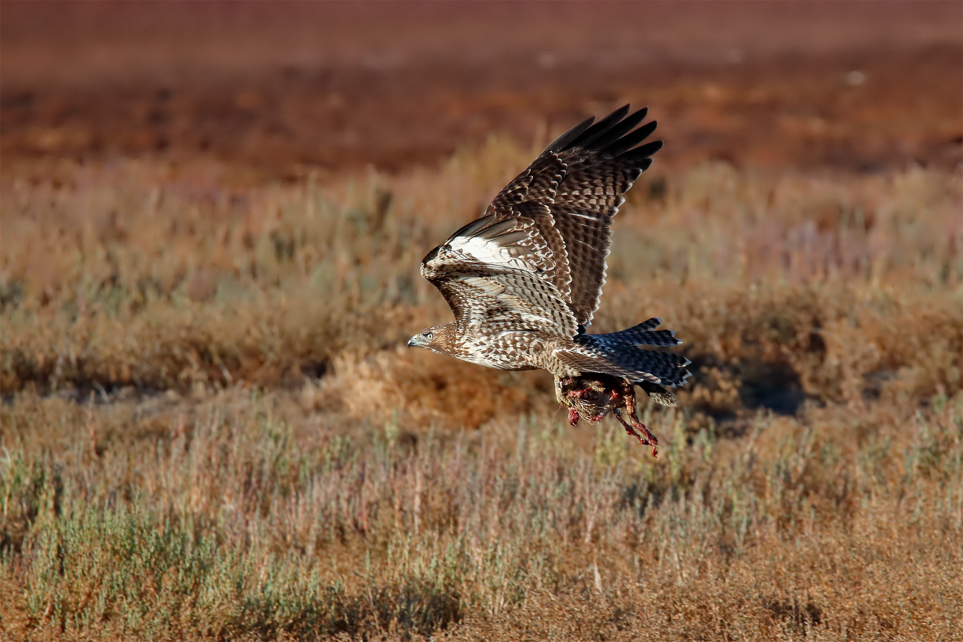 Red-Tailed Hawk (1k)