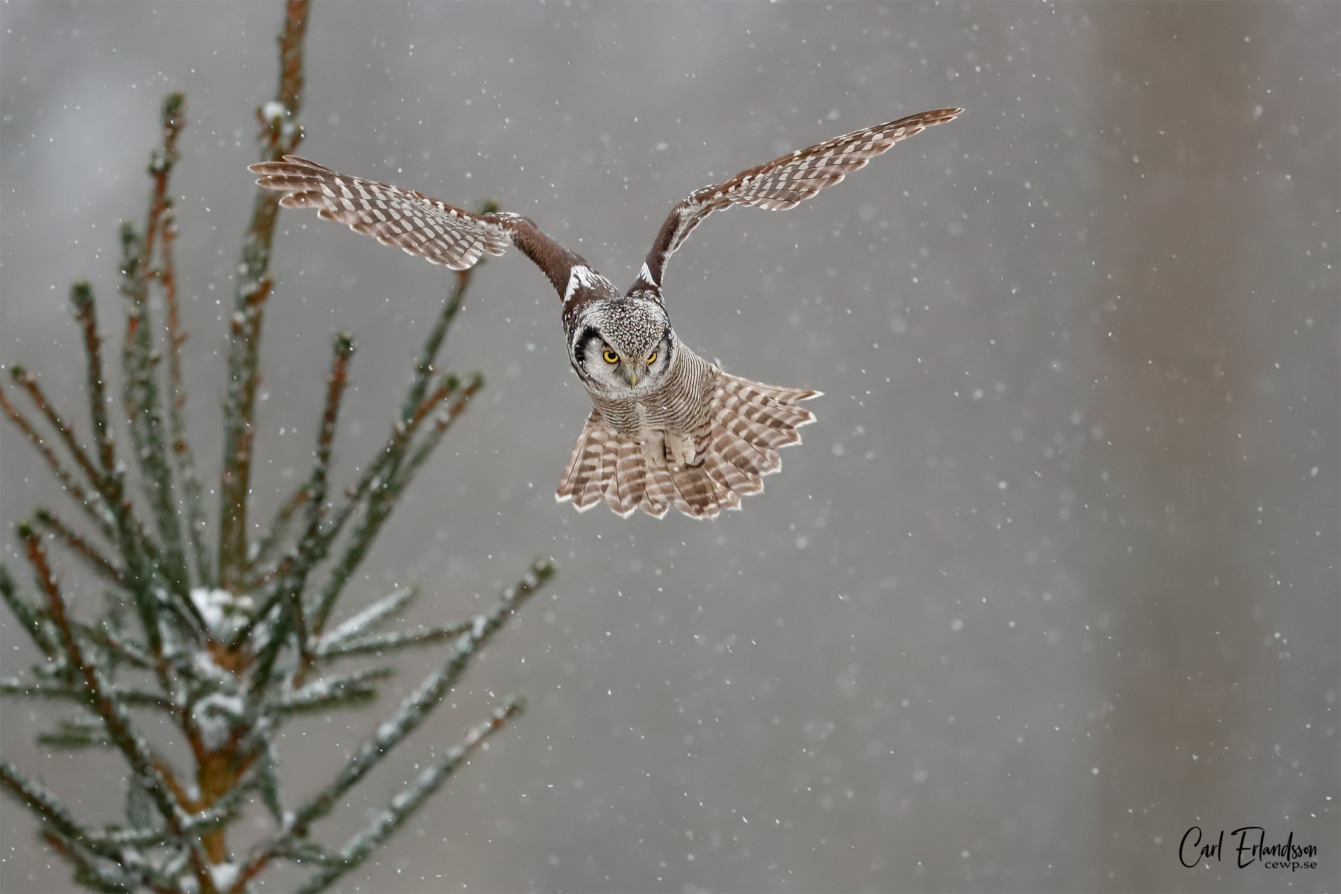 Hökuggla / Northern Hawkowl