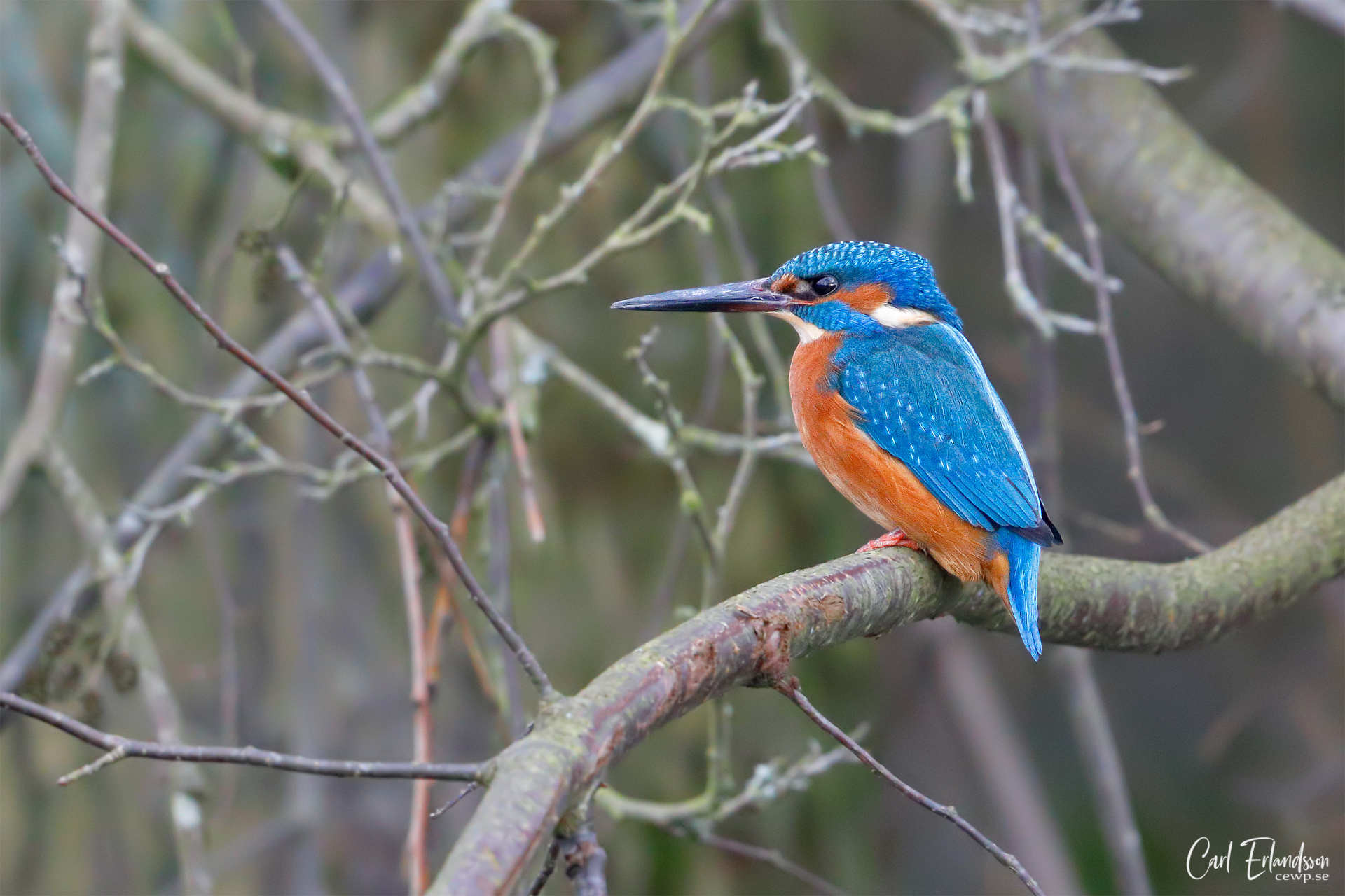 Kungsfiskare / Kingfisher