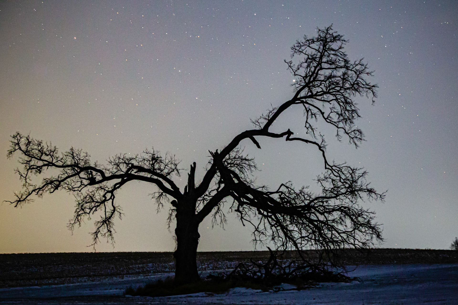 The old Oak Tree at Night