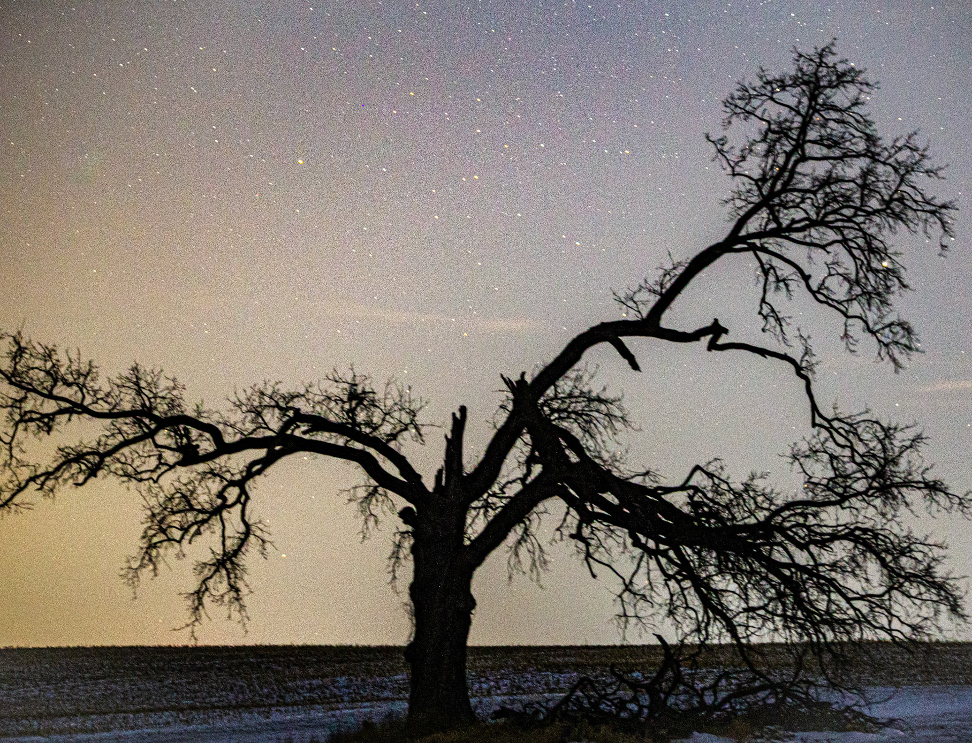 Night Oak Tree Fills Frame