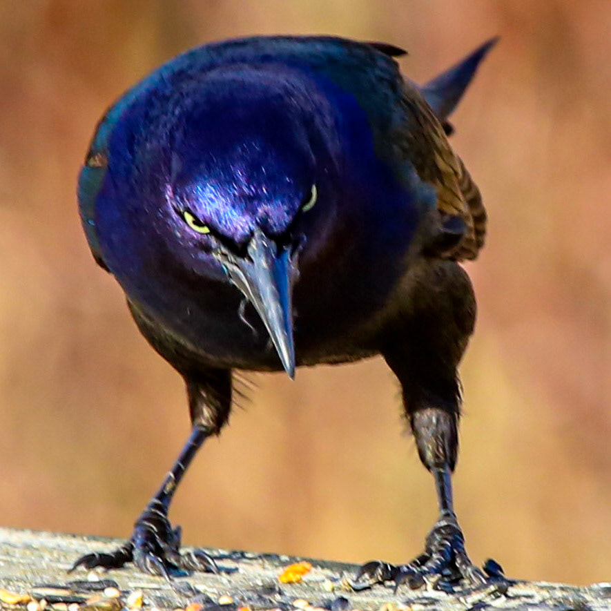 Robo-Grackle