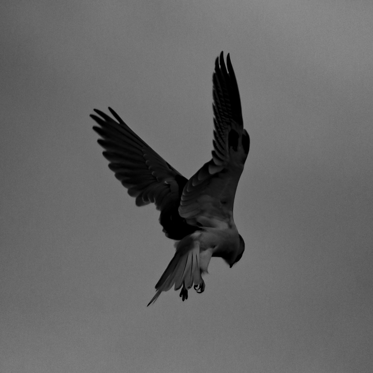 White-tailed kite