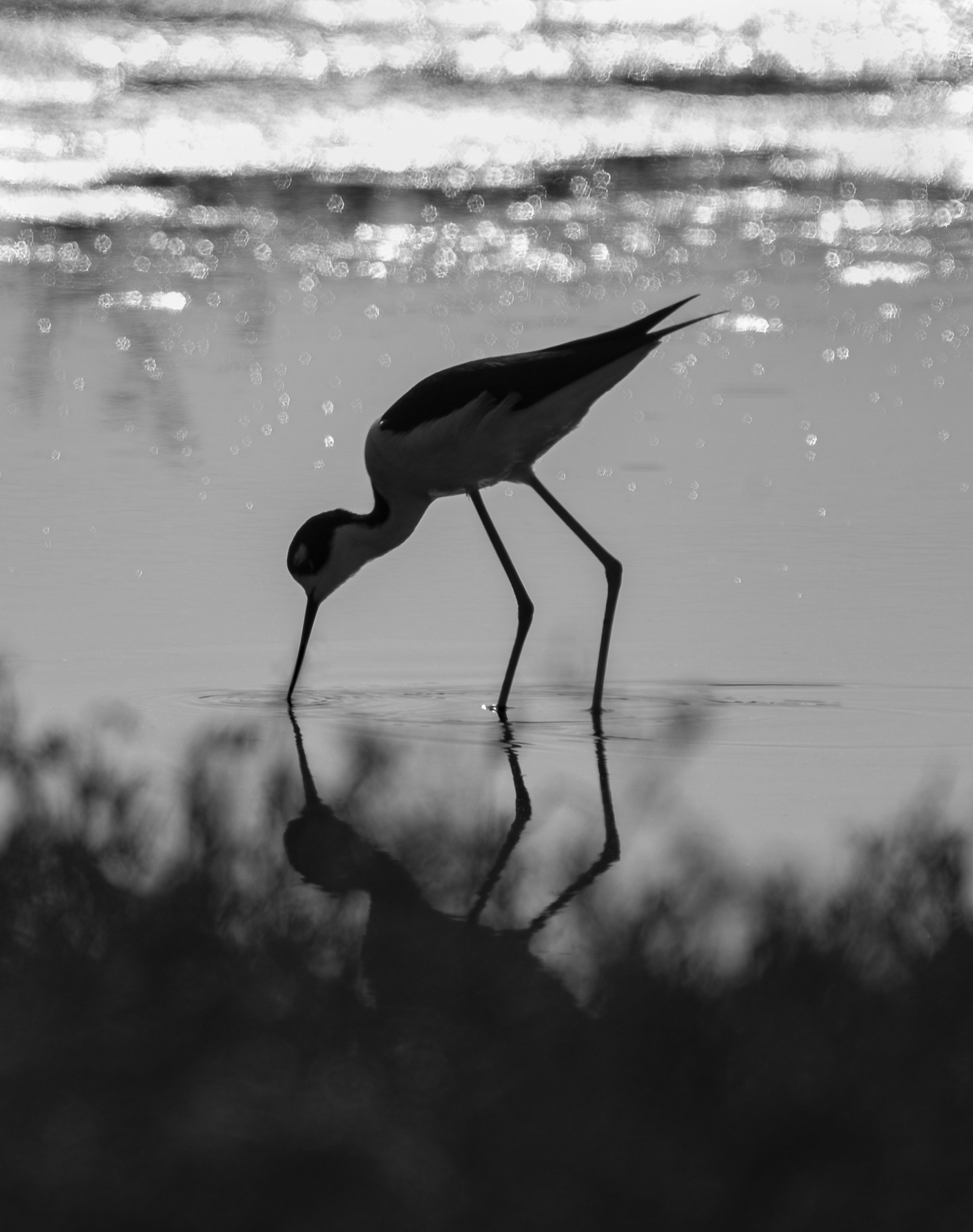 Stilt