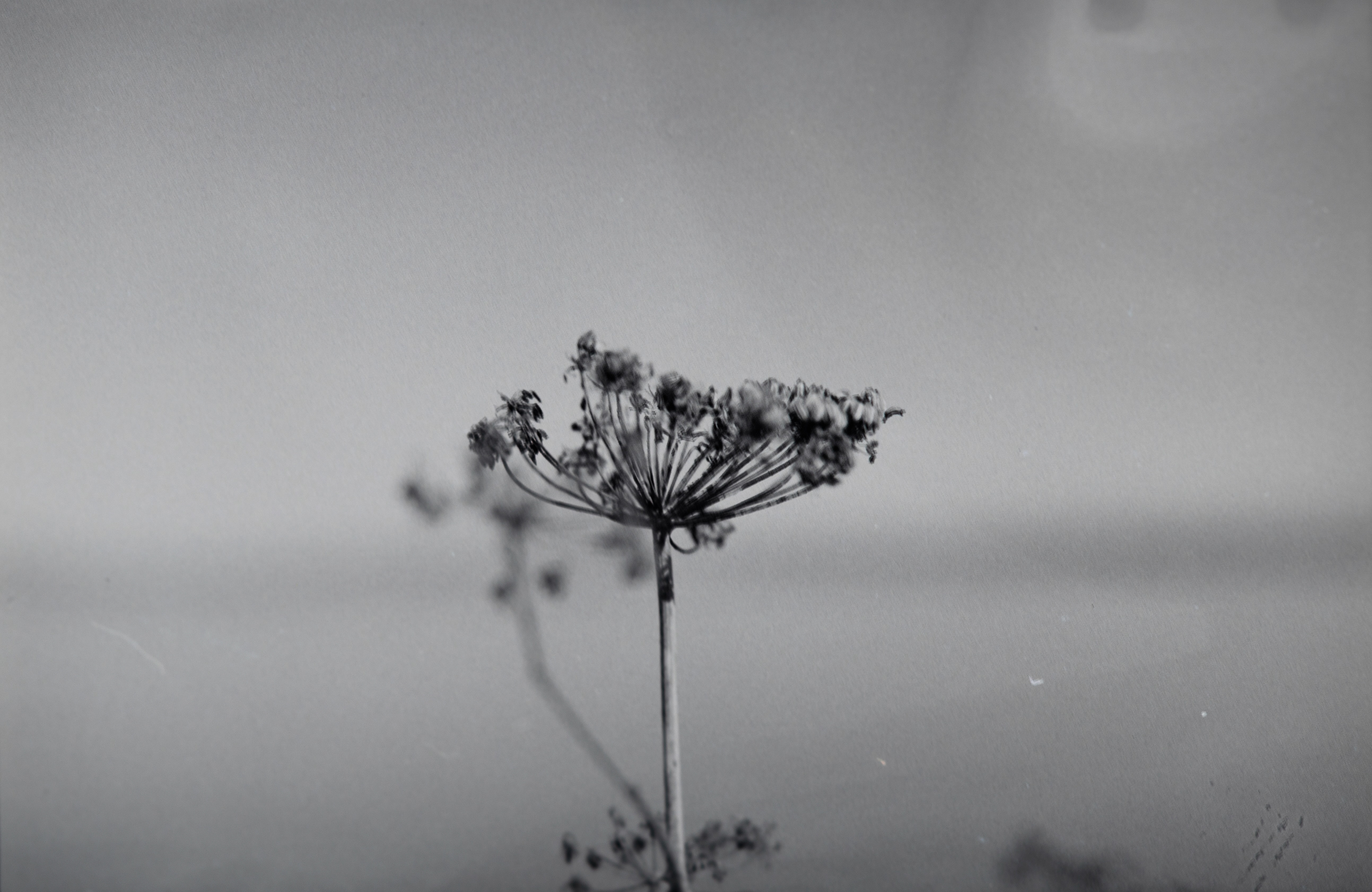 Apiaceae