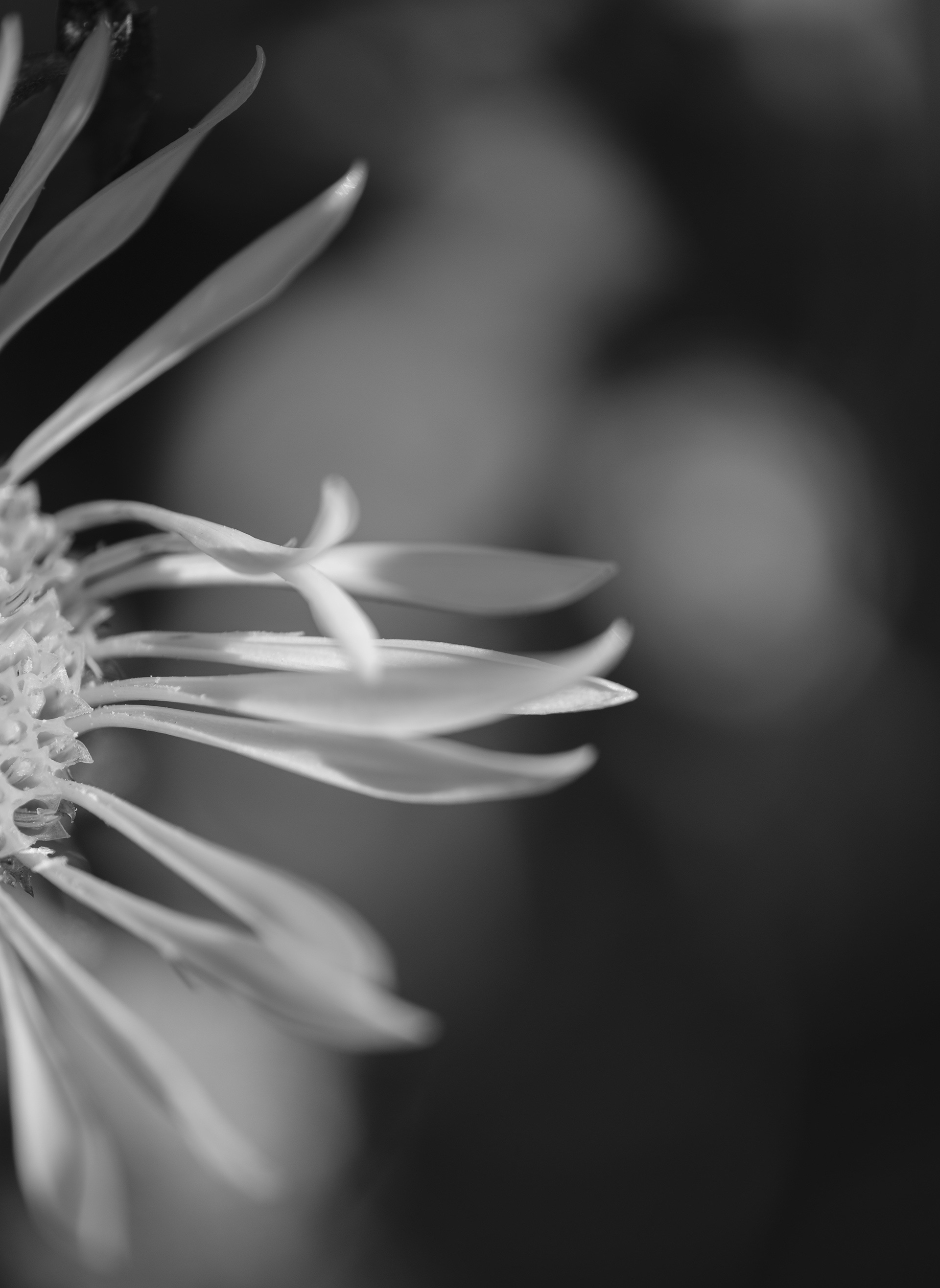 Ray flowers