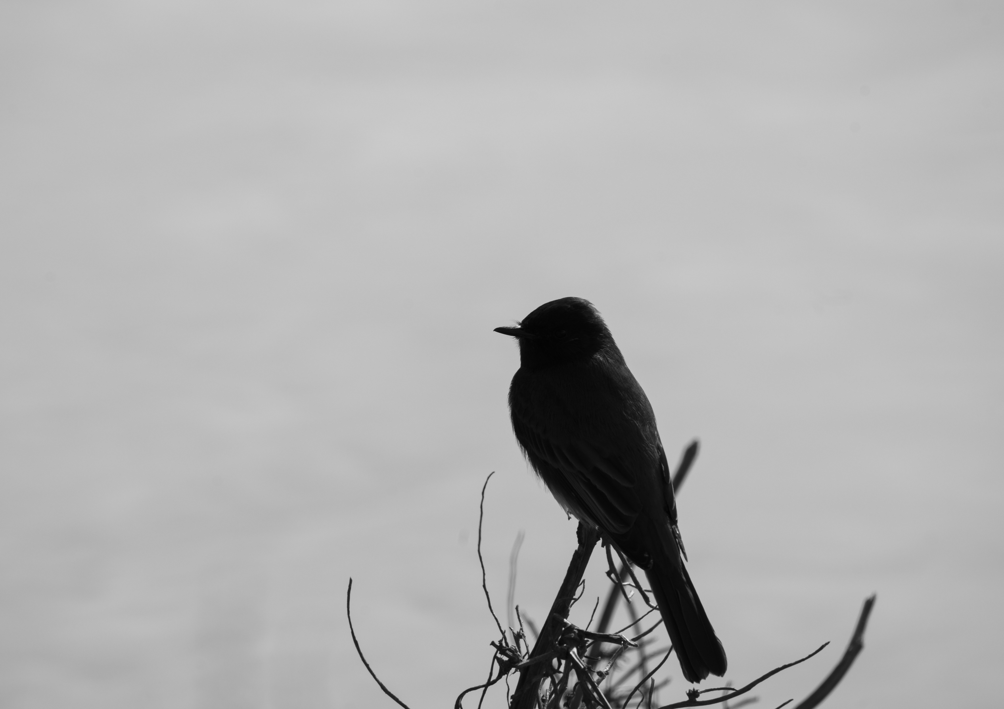 Black phoebe