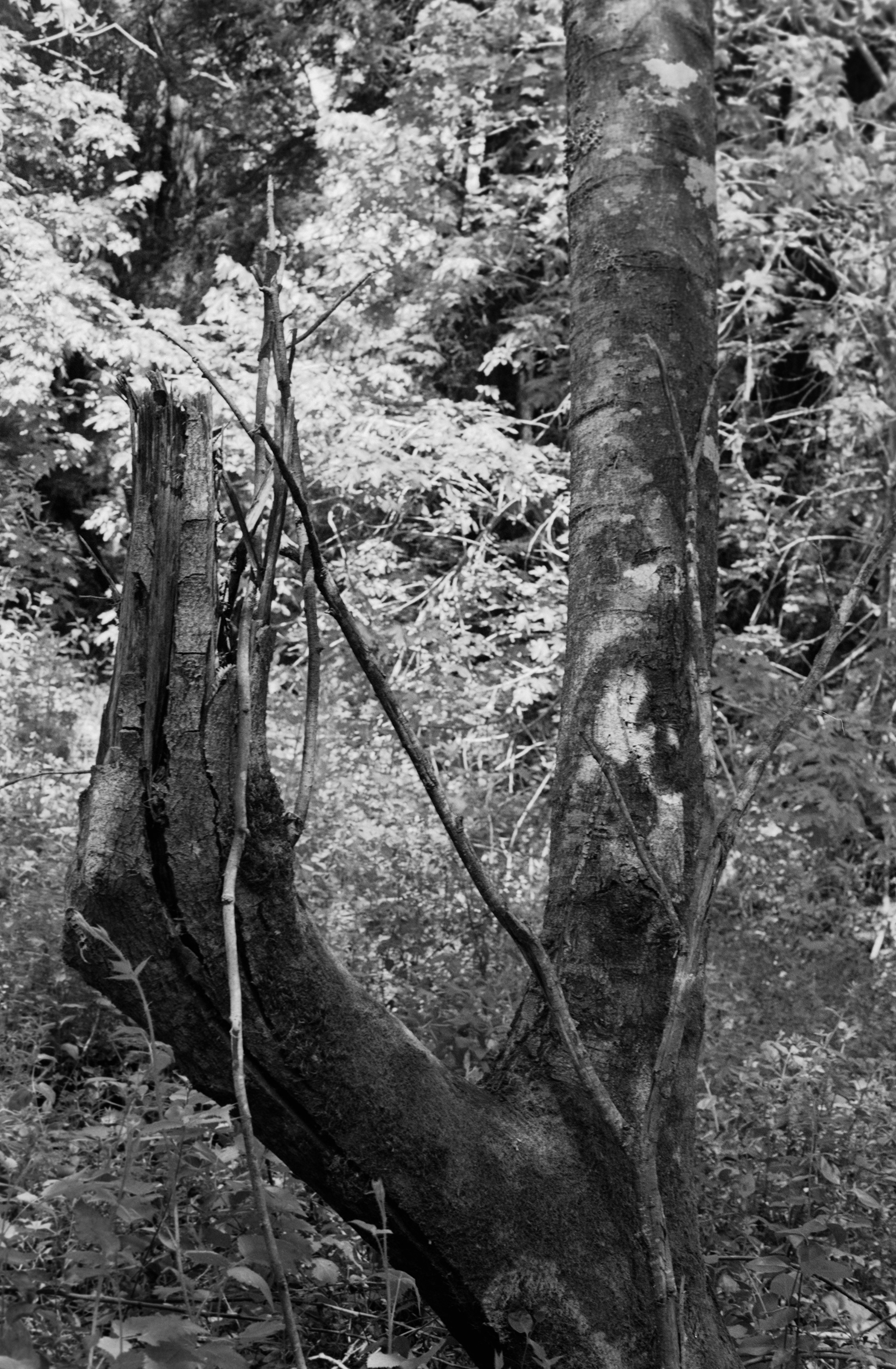 Treecreeper