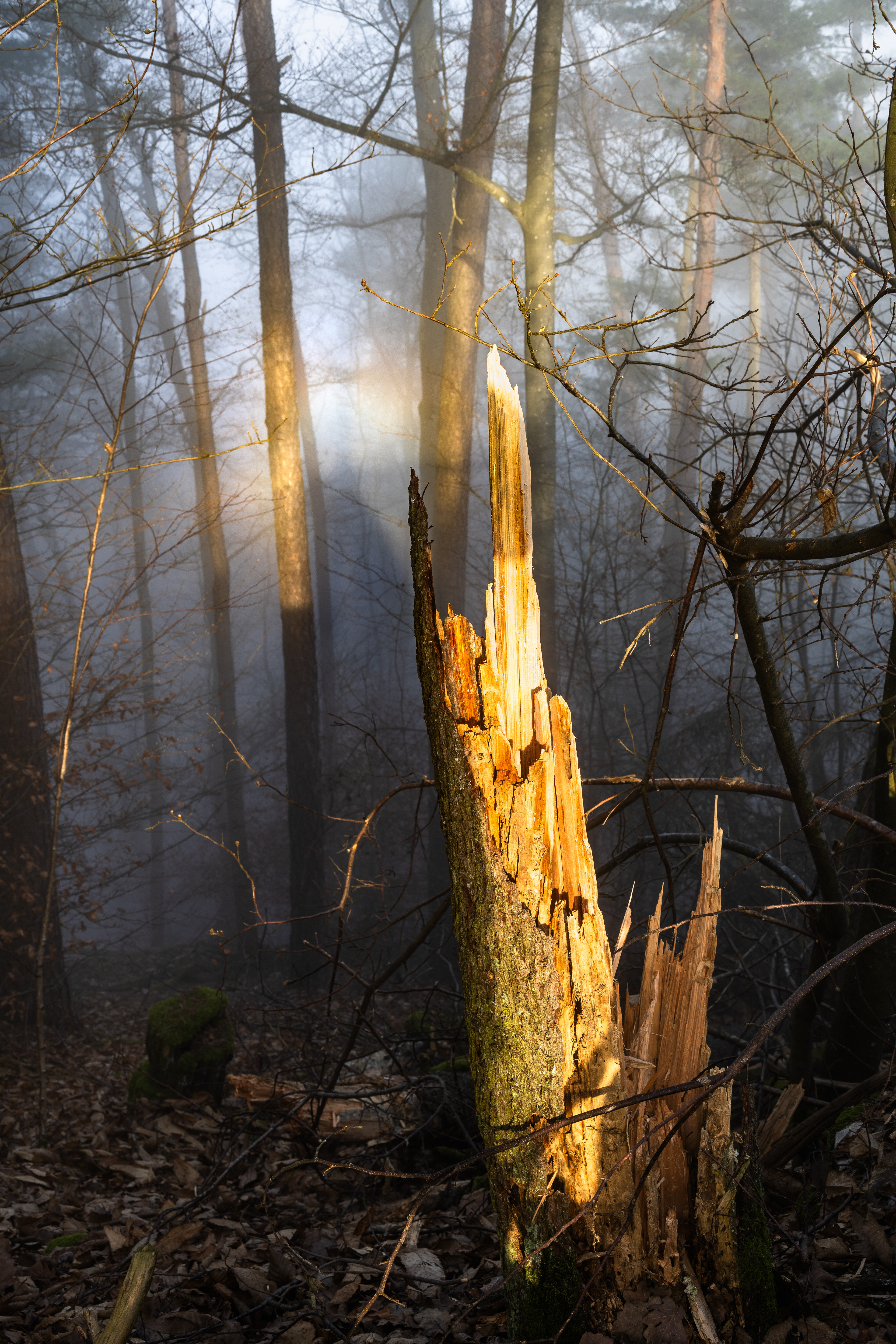 Glorien-Erscheinung mit Brockengespenst im Lichtkranz, Pfälzerwald (D) - 28.12.2024