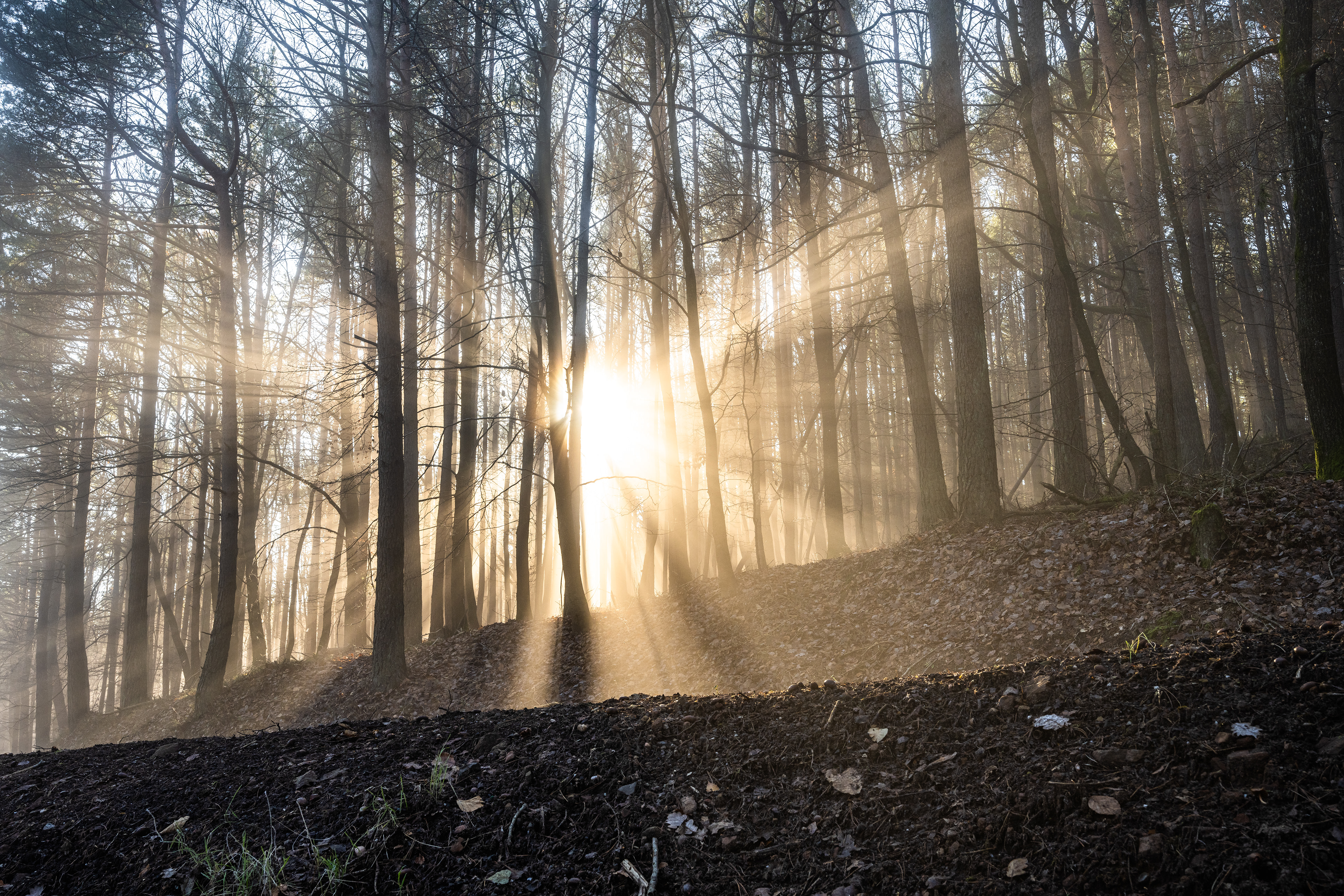 Nebelstrahlen im Naturpark Pfälzerwald (D) - 01.12.2024