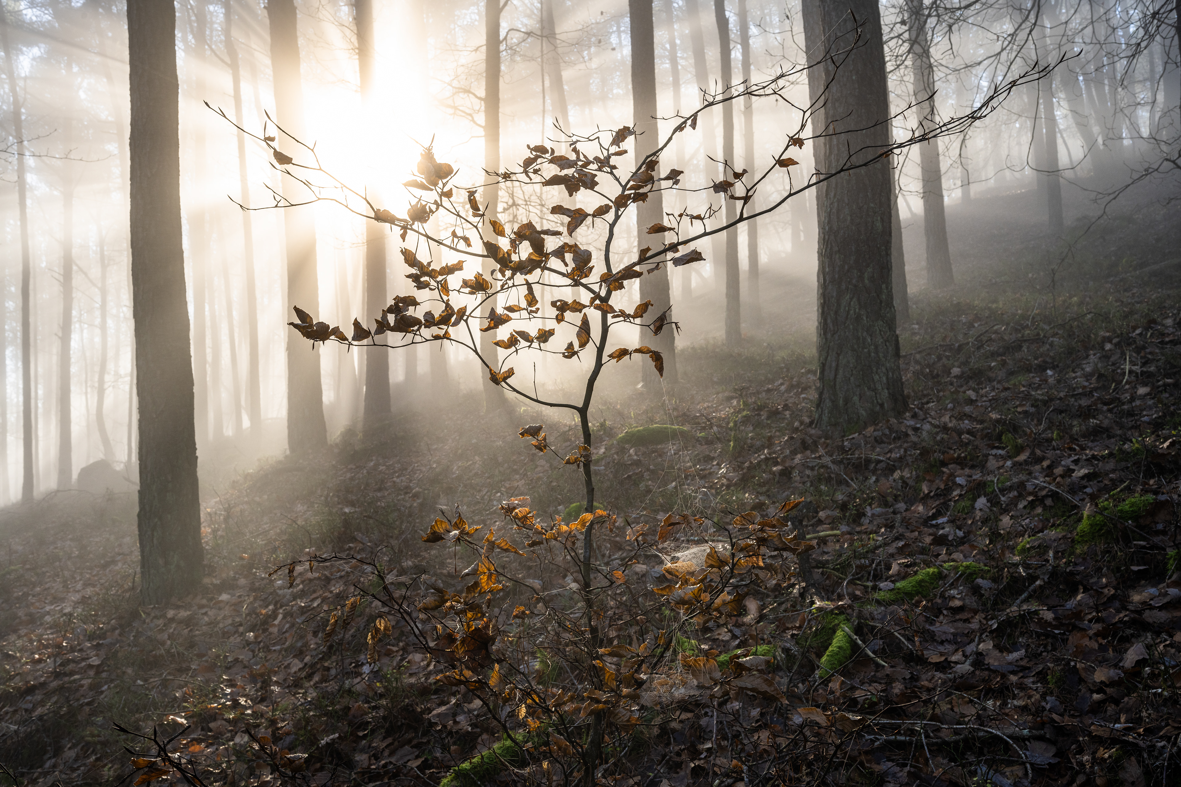 Nebelstrahlen im Naturpark Pfälzerwald (D) - 01.12.2024