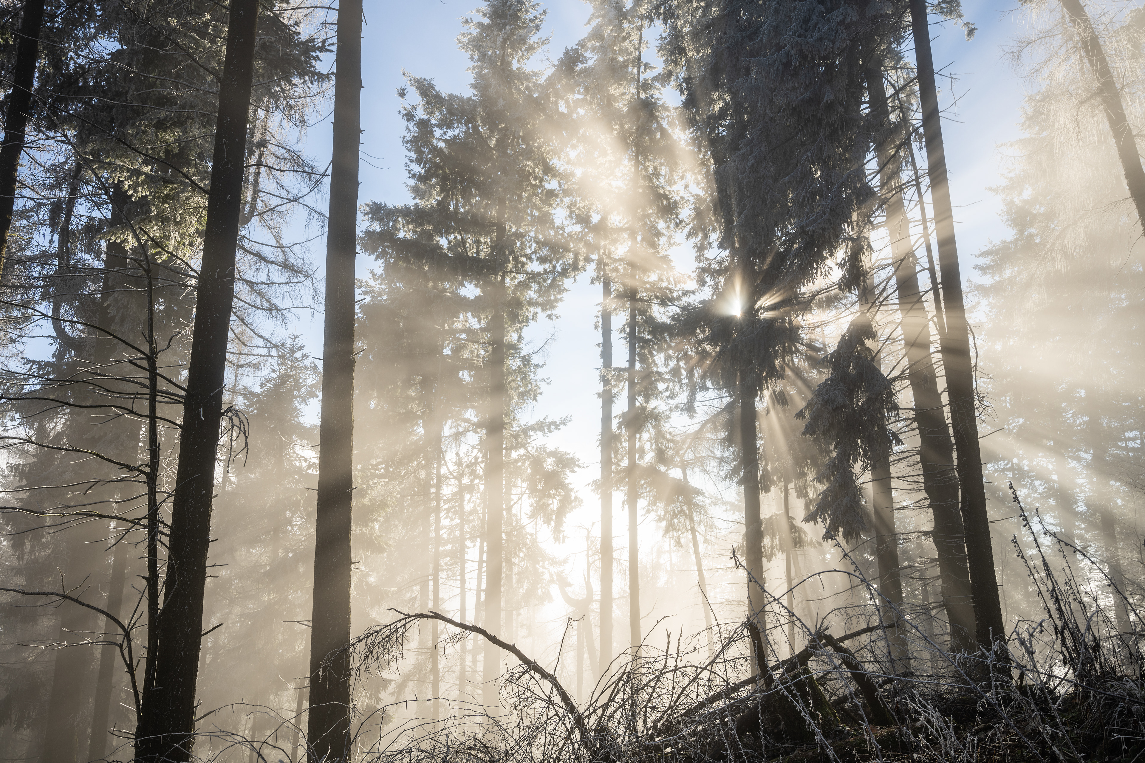 Nebelstrahlen zu Reifbesatz auf dem Rehberg, Pfälzerwald (D) - 15.01.2022