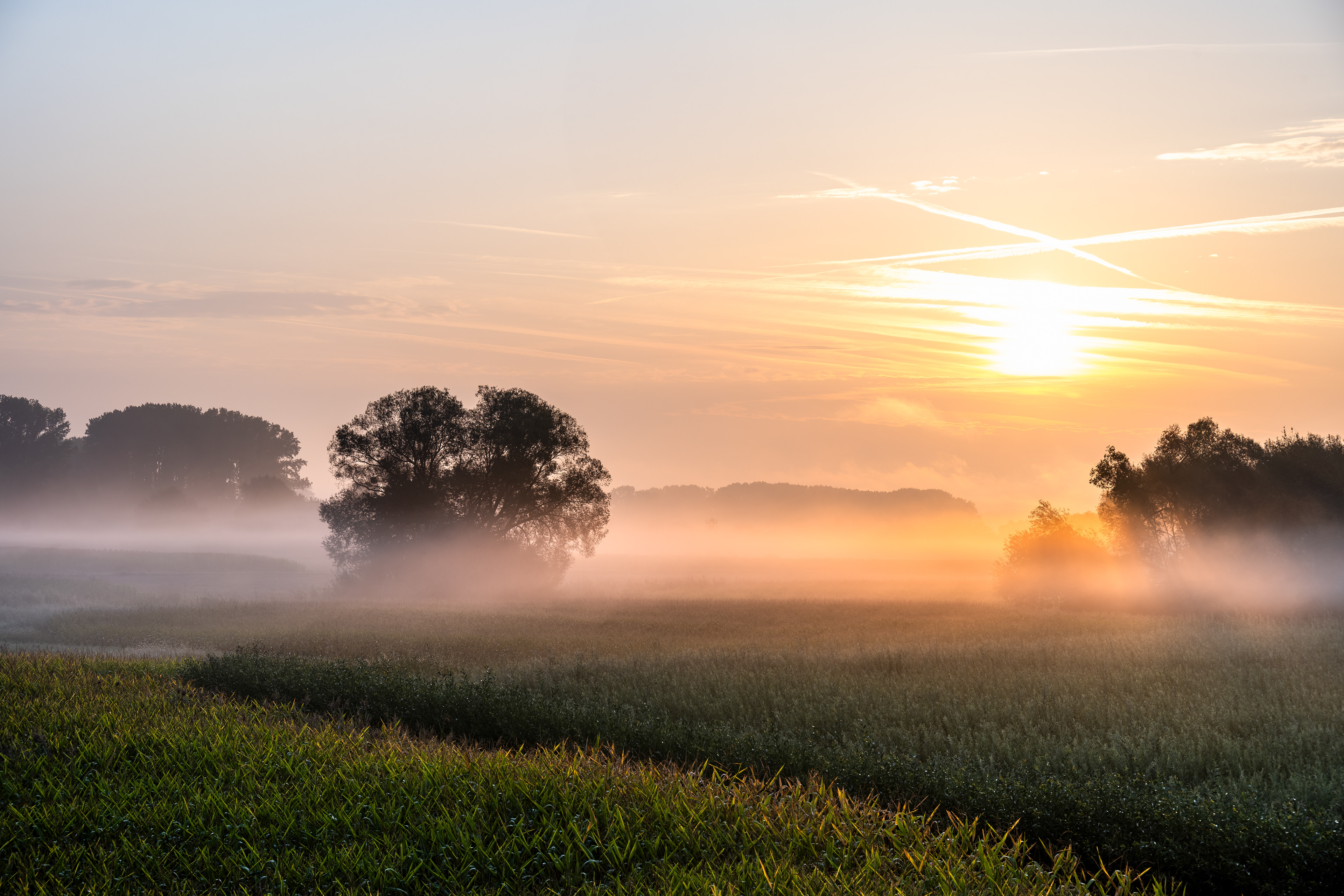 Auenlandschaft im Morgennebel, RLP (D) - 03.09.2024