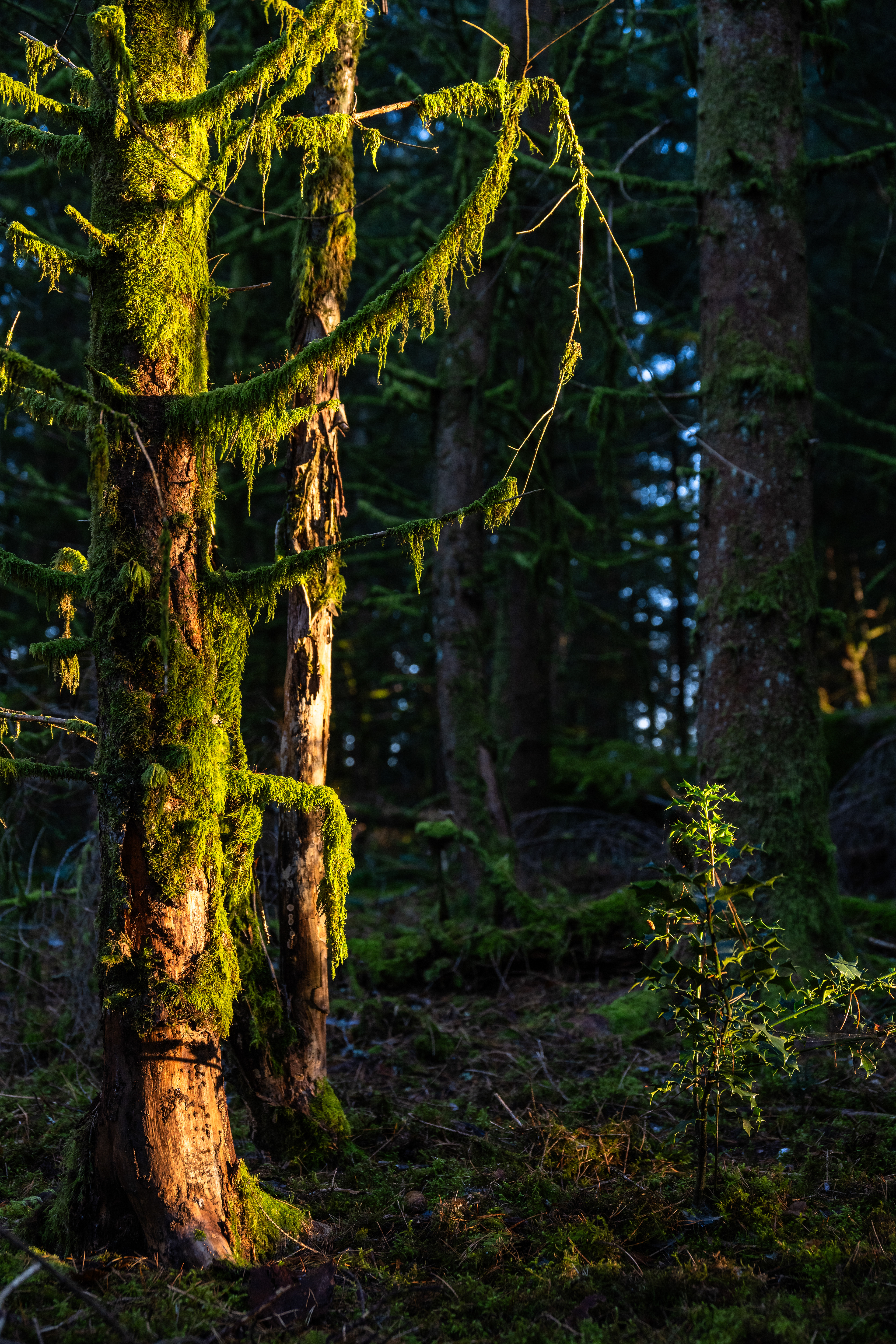 Abendlicht im Dschungel, Vogesen (F) - 01.11.2024