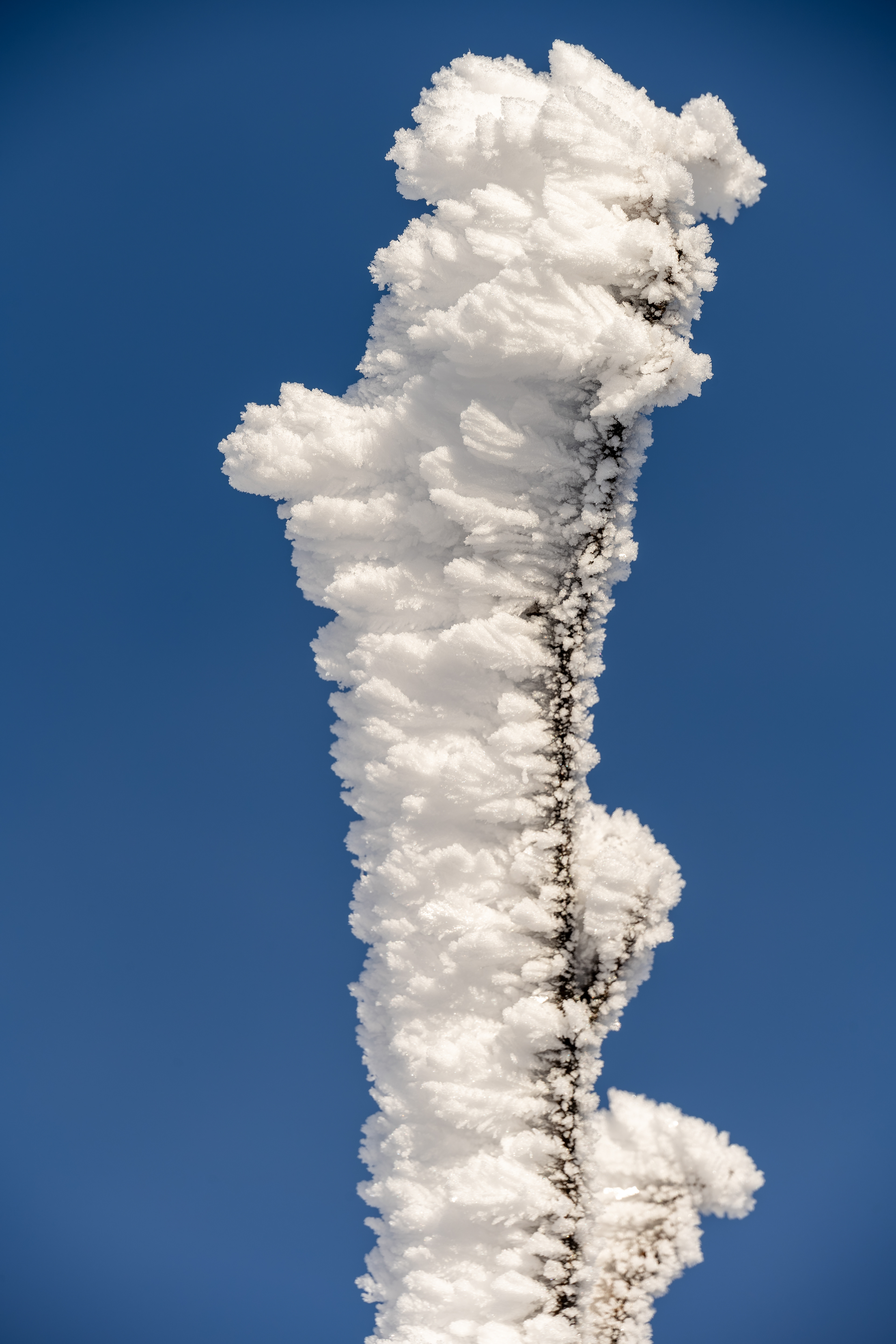 Raueisbesatz auf der Hornisgrinde, Schwarzwald (D) - 04.01.2025