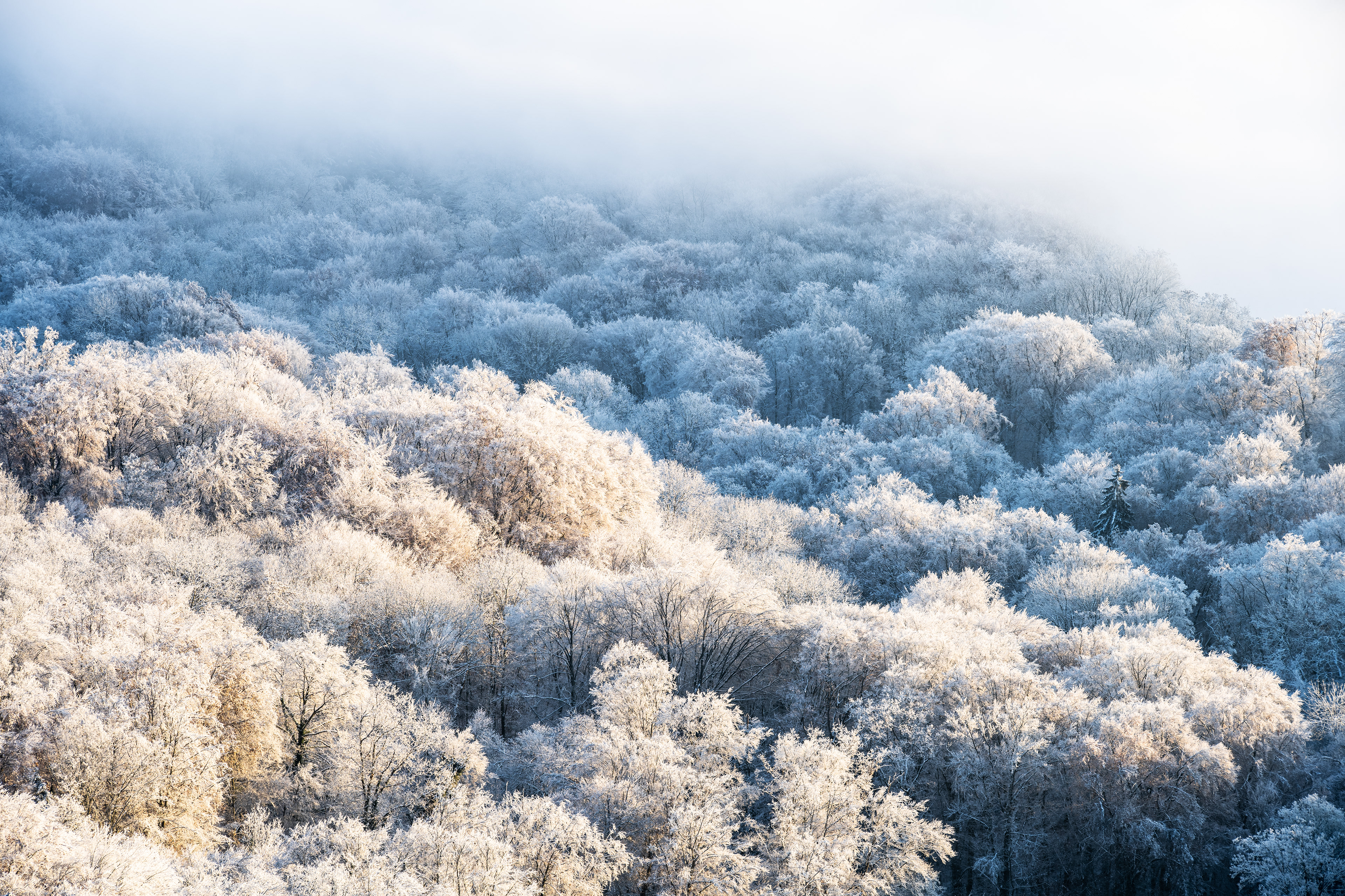 Reifbesatz am Kaiserstuhl (D) - 18.12.2022