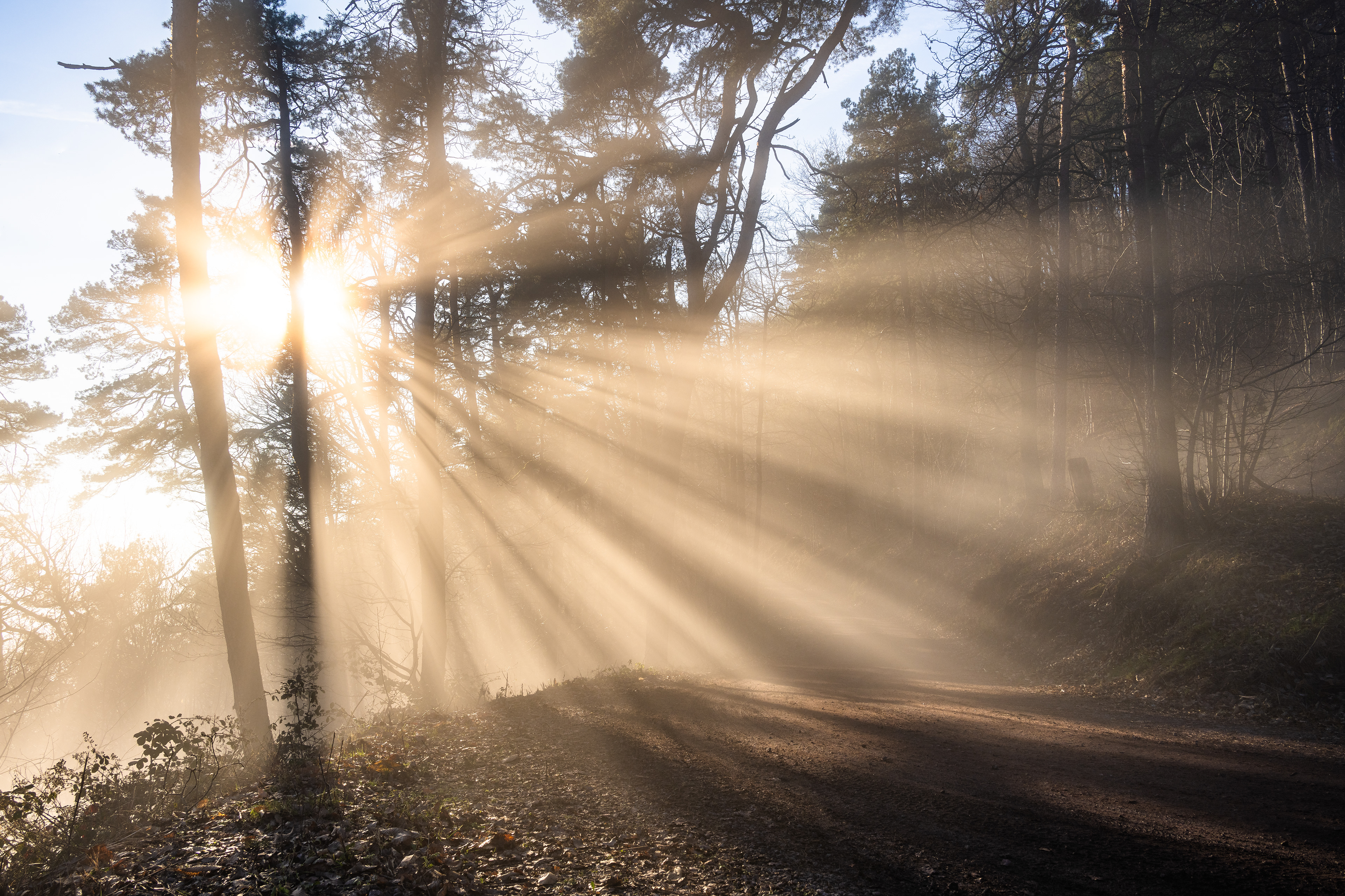 Nebelstrahlen im Naturpark Pfälzerwald (D) - 28.12.2024
