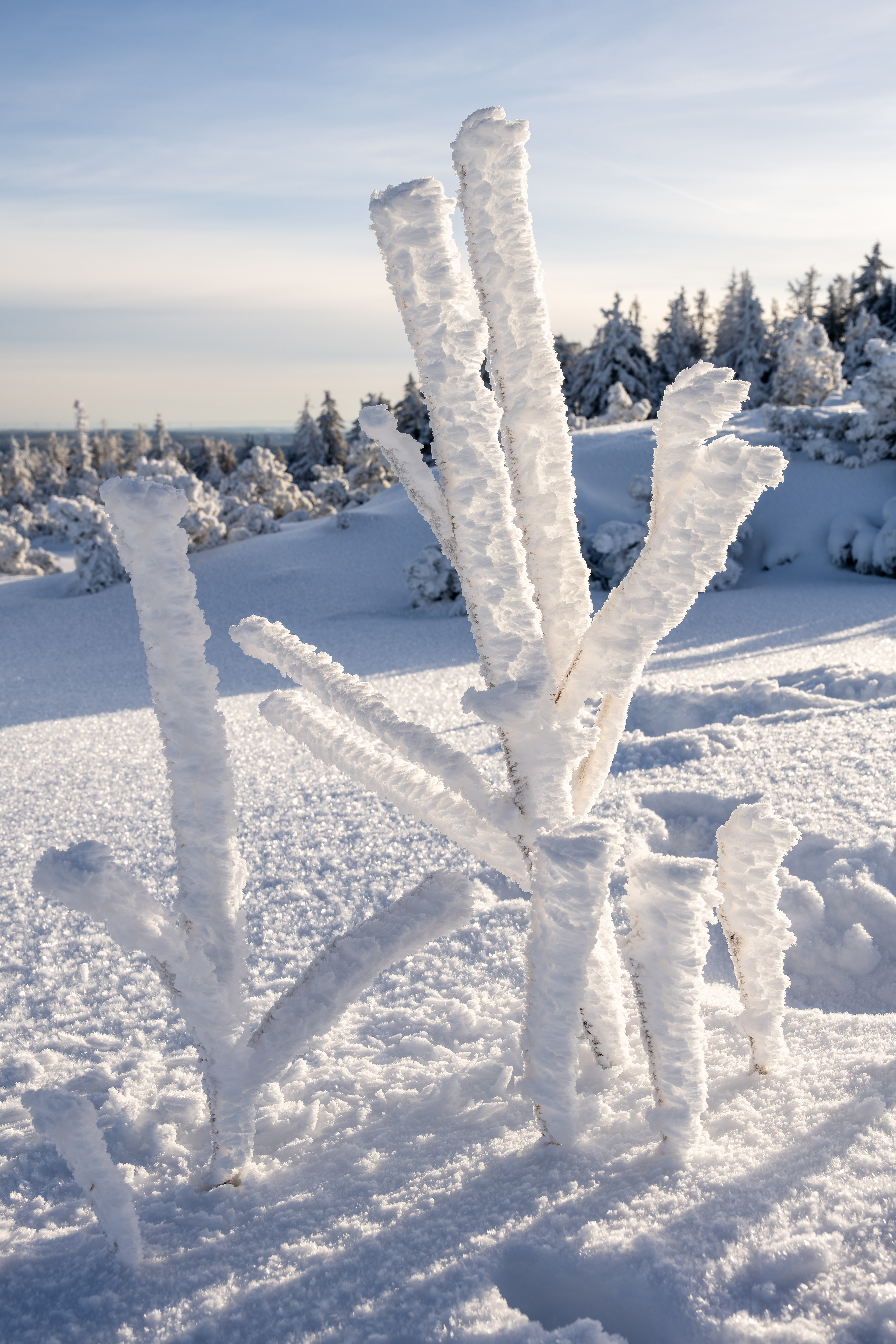 Raueisbesatz auf der Hornisgrinde, Schwarzwald (D) - 04.01.2025