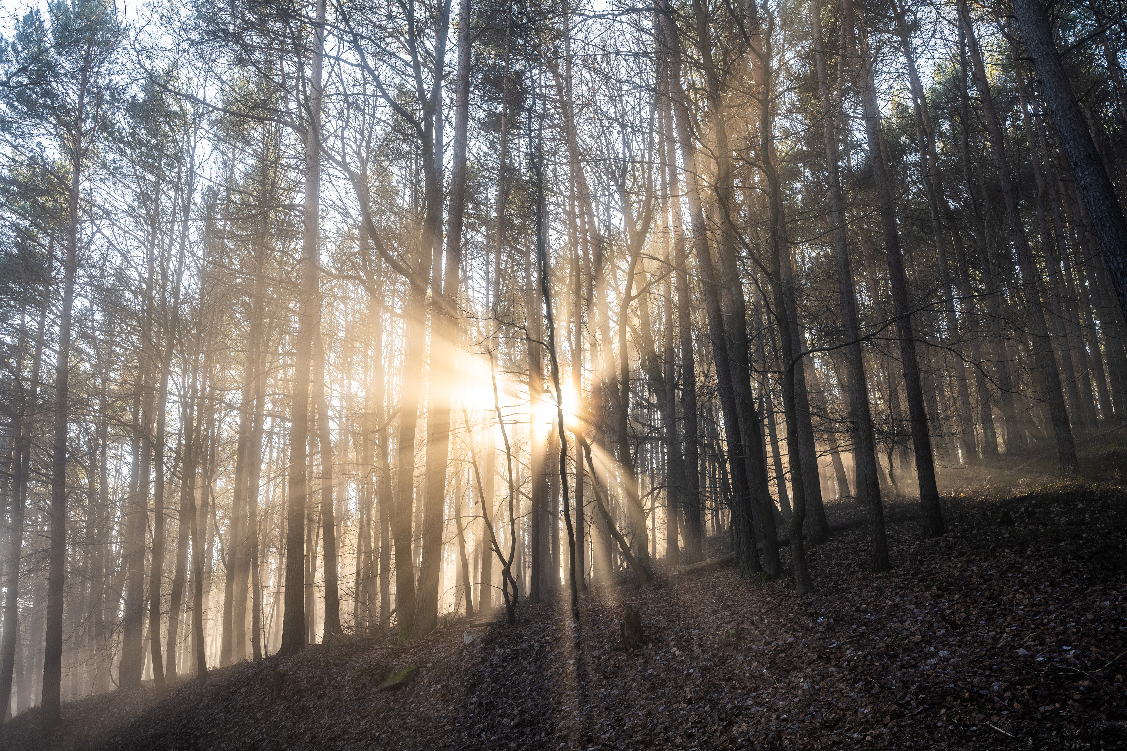 Nebelstrahlen im Naturpark Pfälzerwald (D) - 01.12.2024