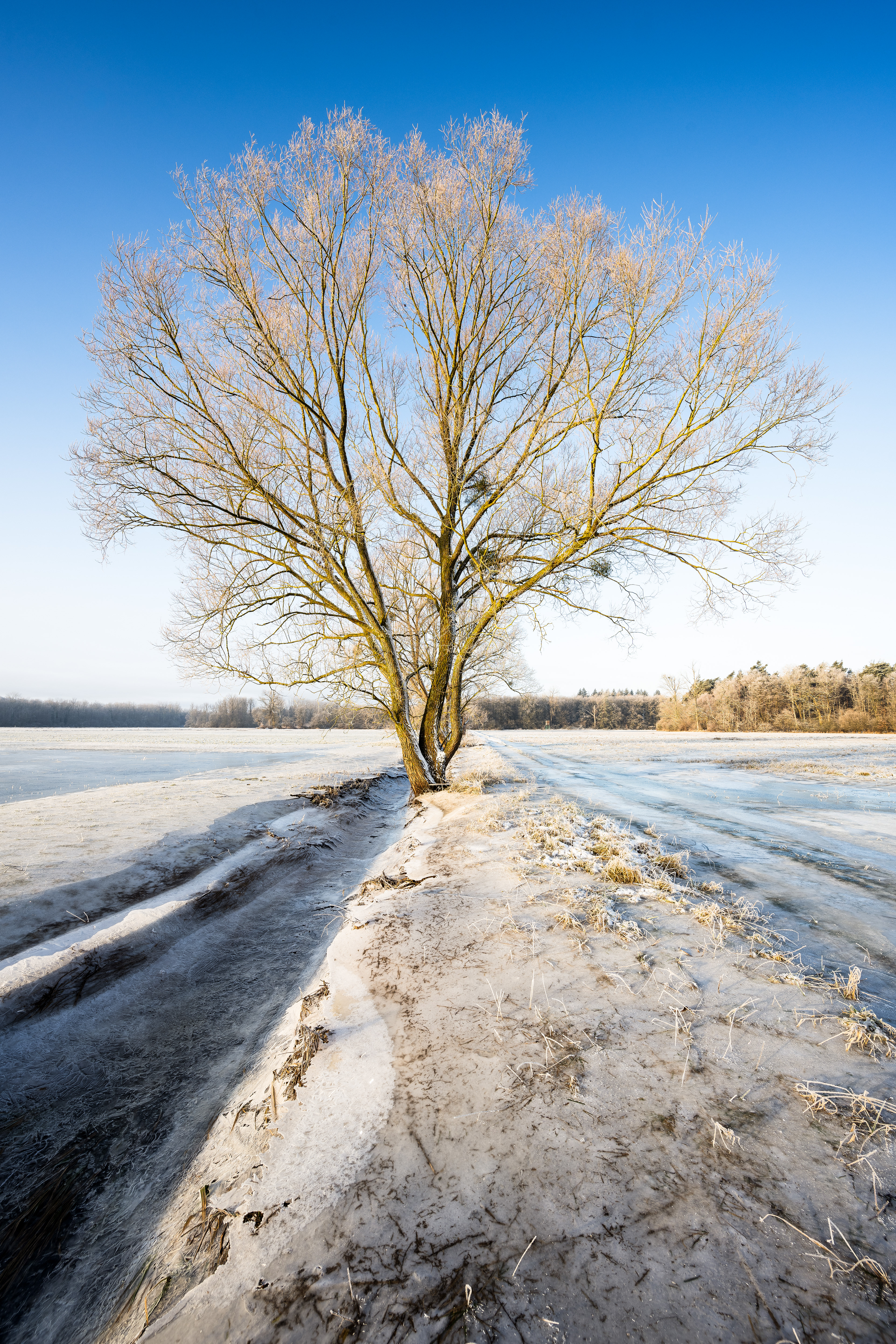 Eis- und Reifbesatz Feld mit Bachlauf, RLP (D) - 20.01.2024